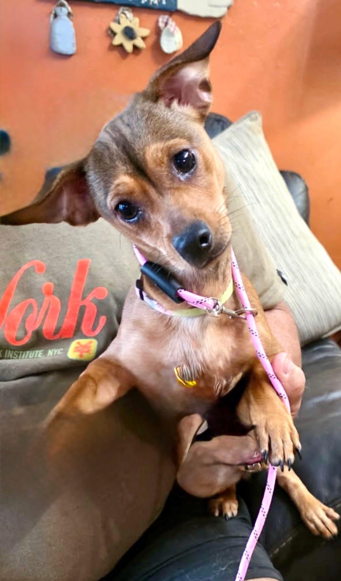 Enlarge Noel , a ADOPTABLE mixed breed in Boynton Beach, FL image 4/6