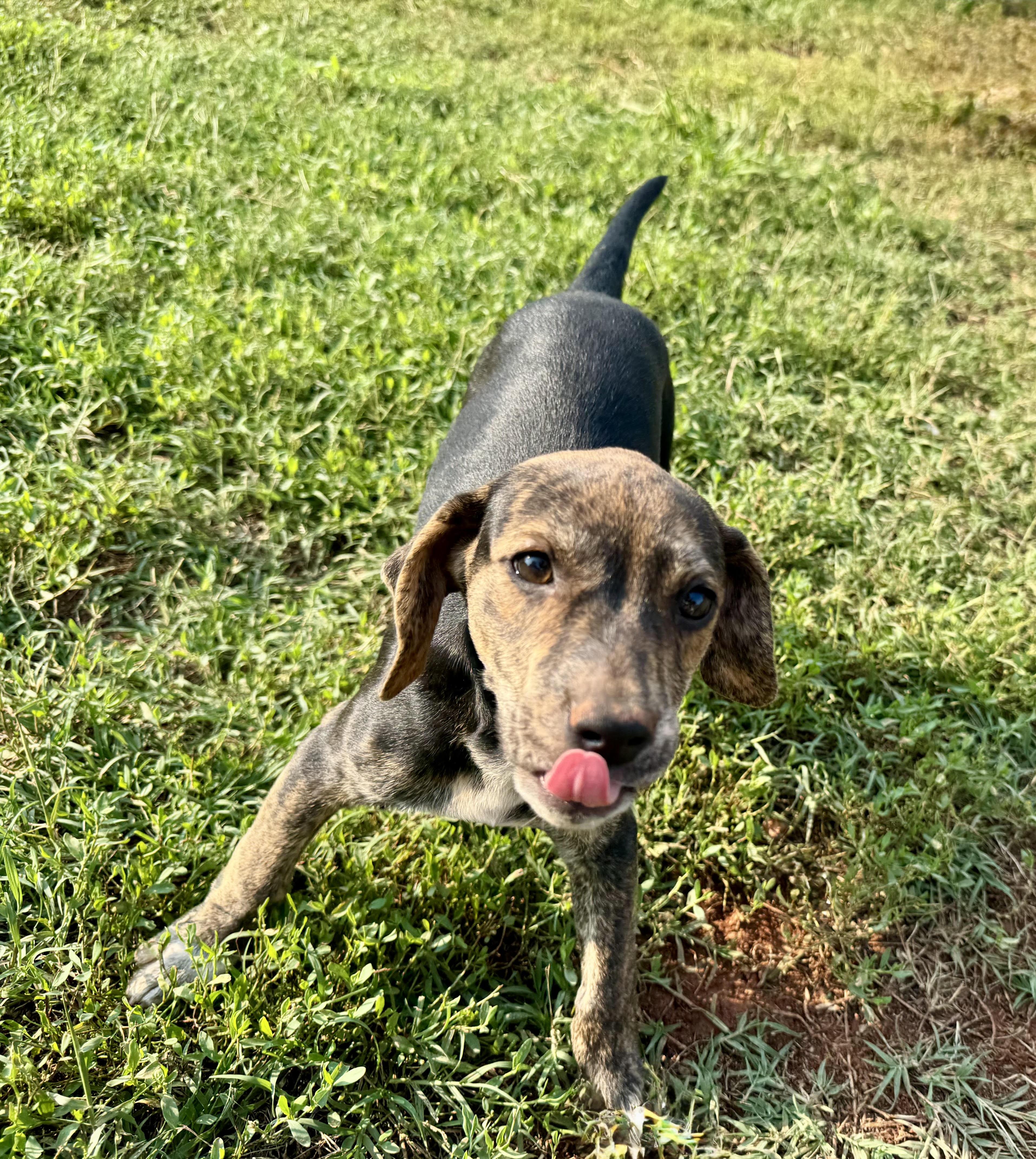 Velcro, a ADOPTABLE mixed breed in Maiden, NC image 5/5