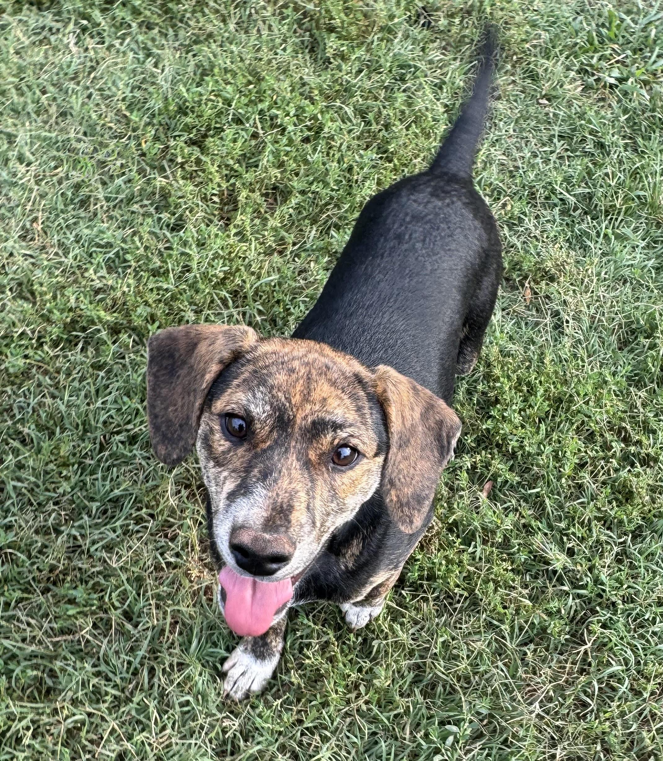 Enlarge Velcro, a ADOPTABLE mixed breed in Maiden, NC image 3/6