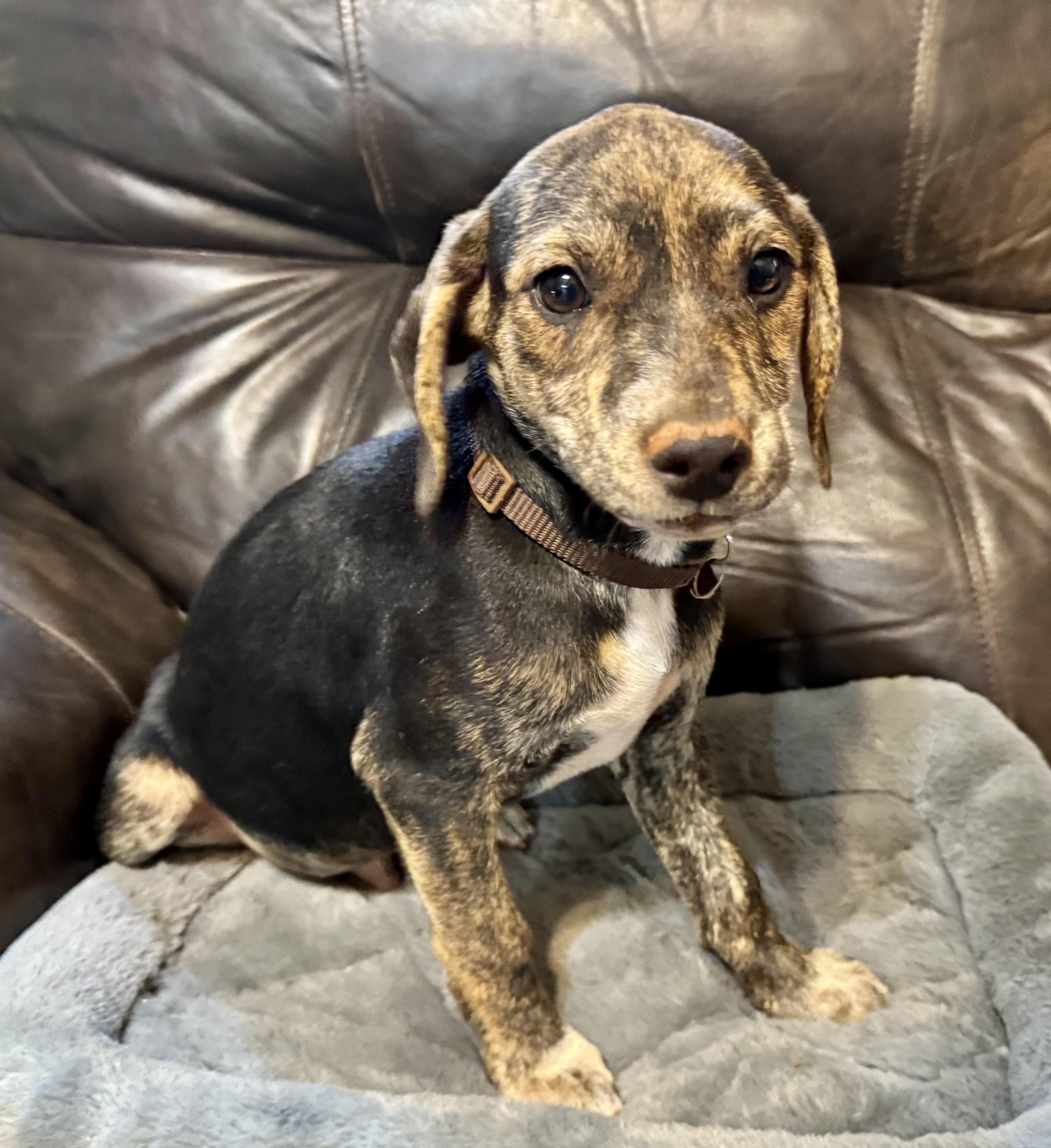 Velcro, a ADOPTABLE mixed breed in Maiden, NC image 4/5