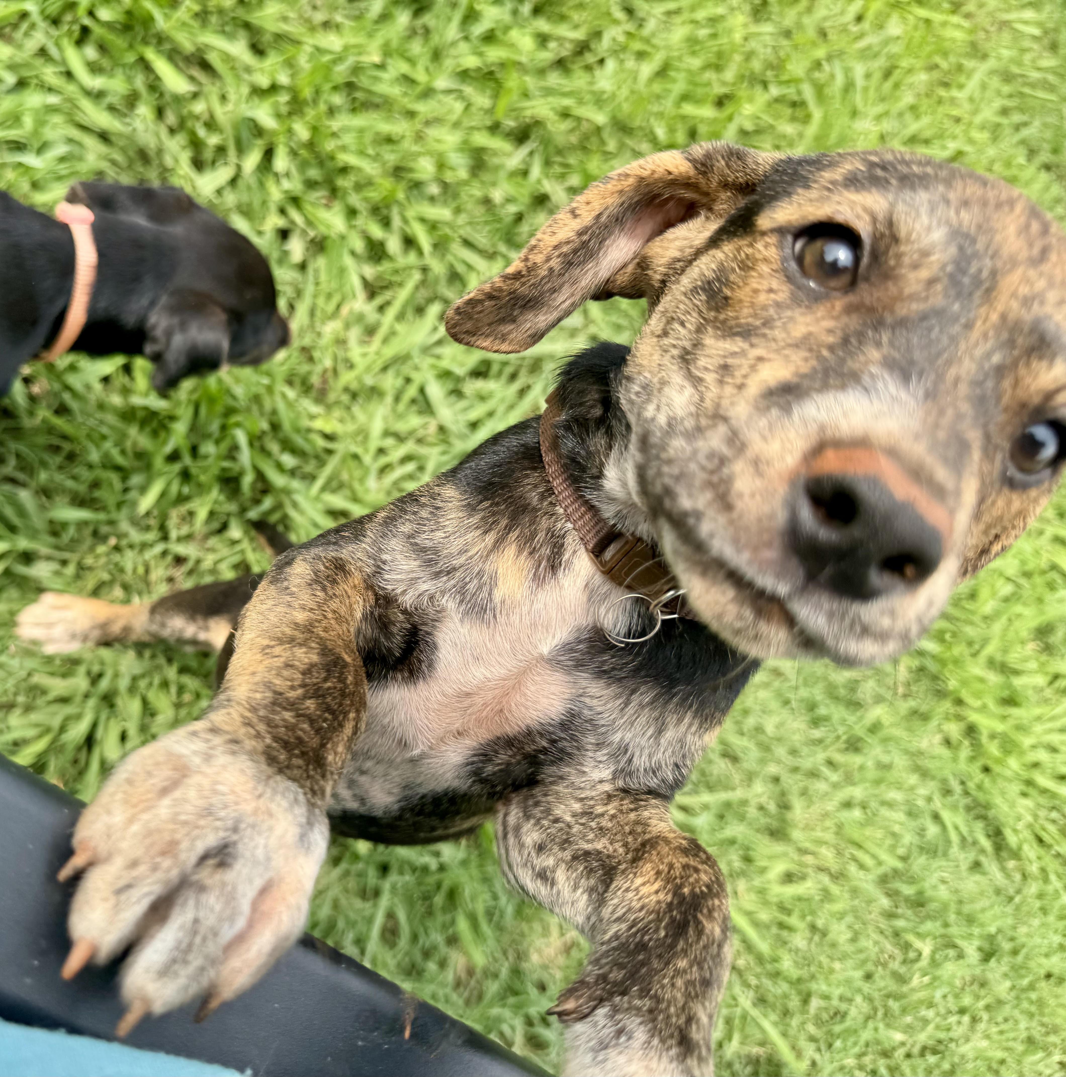 Velcro, a ADOPTABLE mixed breed in Maiden, NC image 2/5