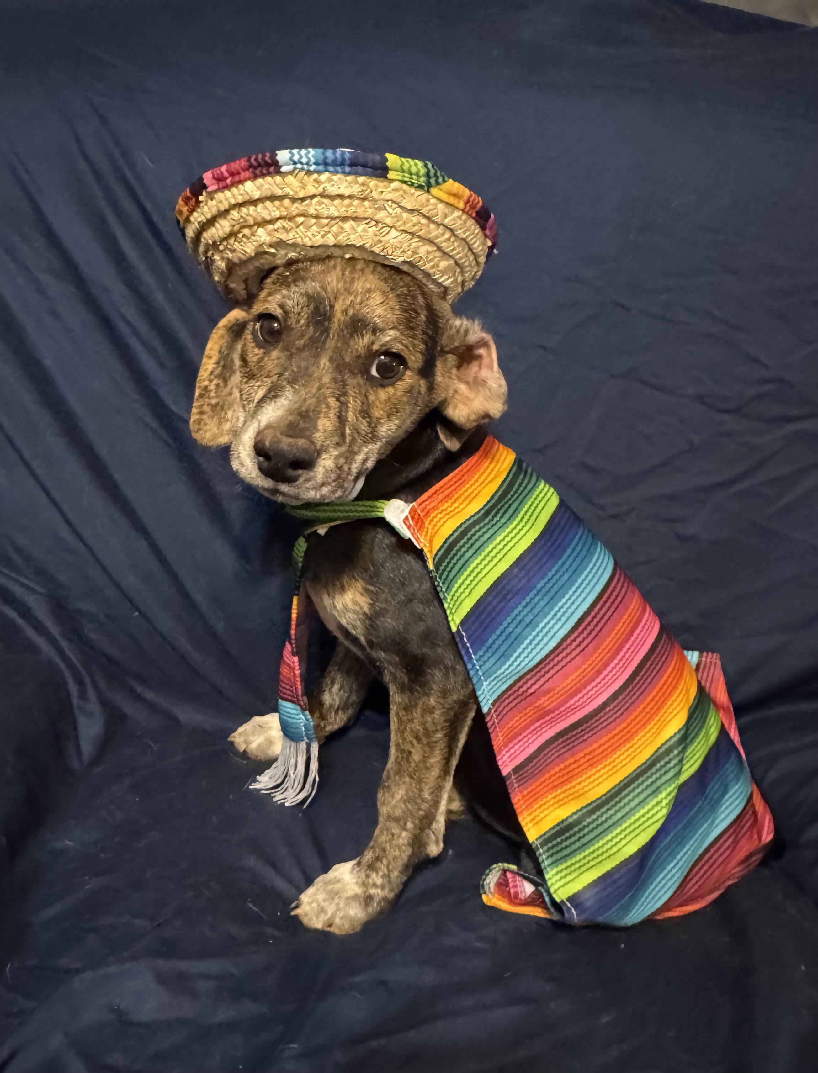 Velcro, ADOPTABLE, Puppy Male Terrier.