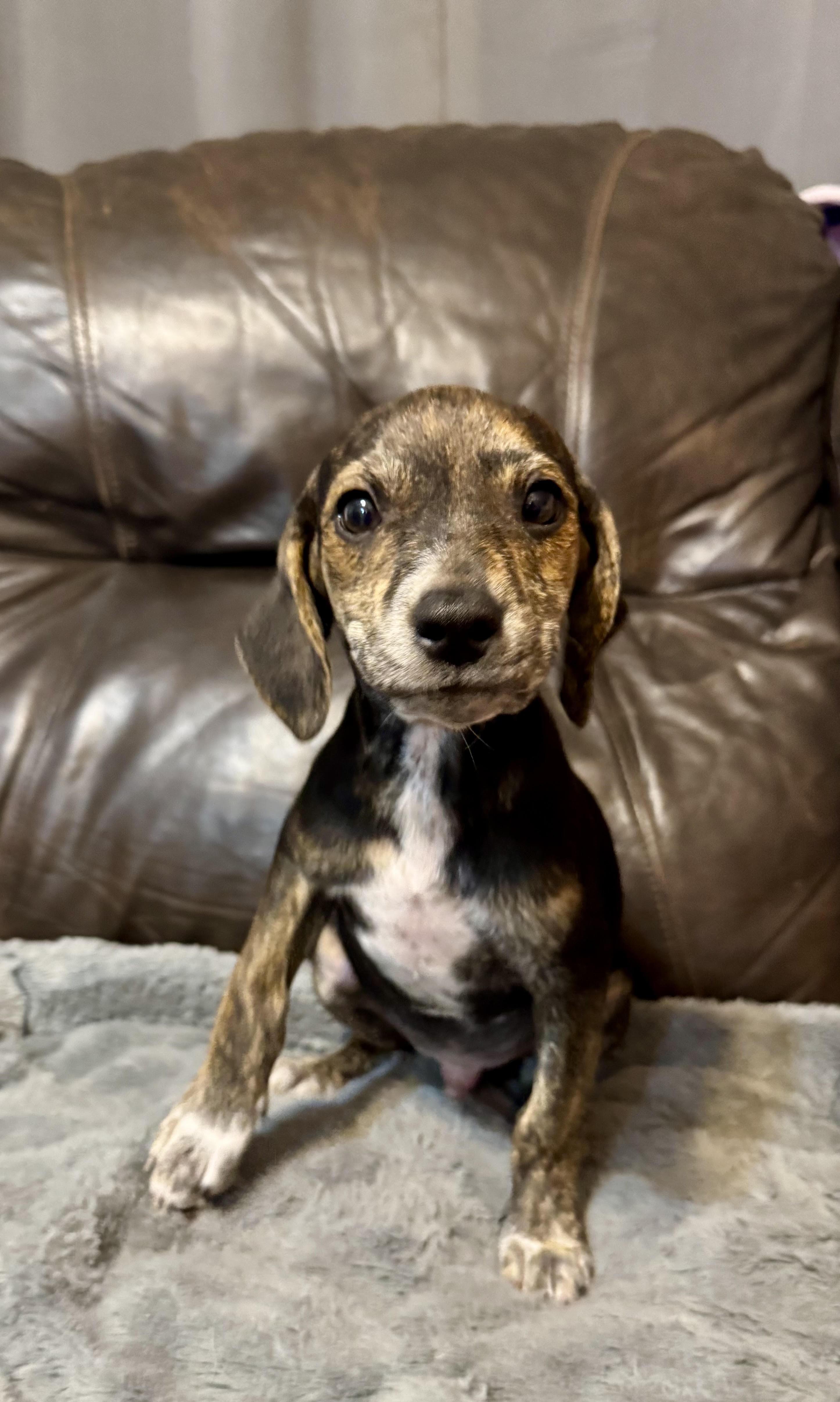Velcro, a ADOPTABLE mixed breed in Maiden, NC image 1/2