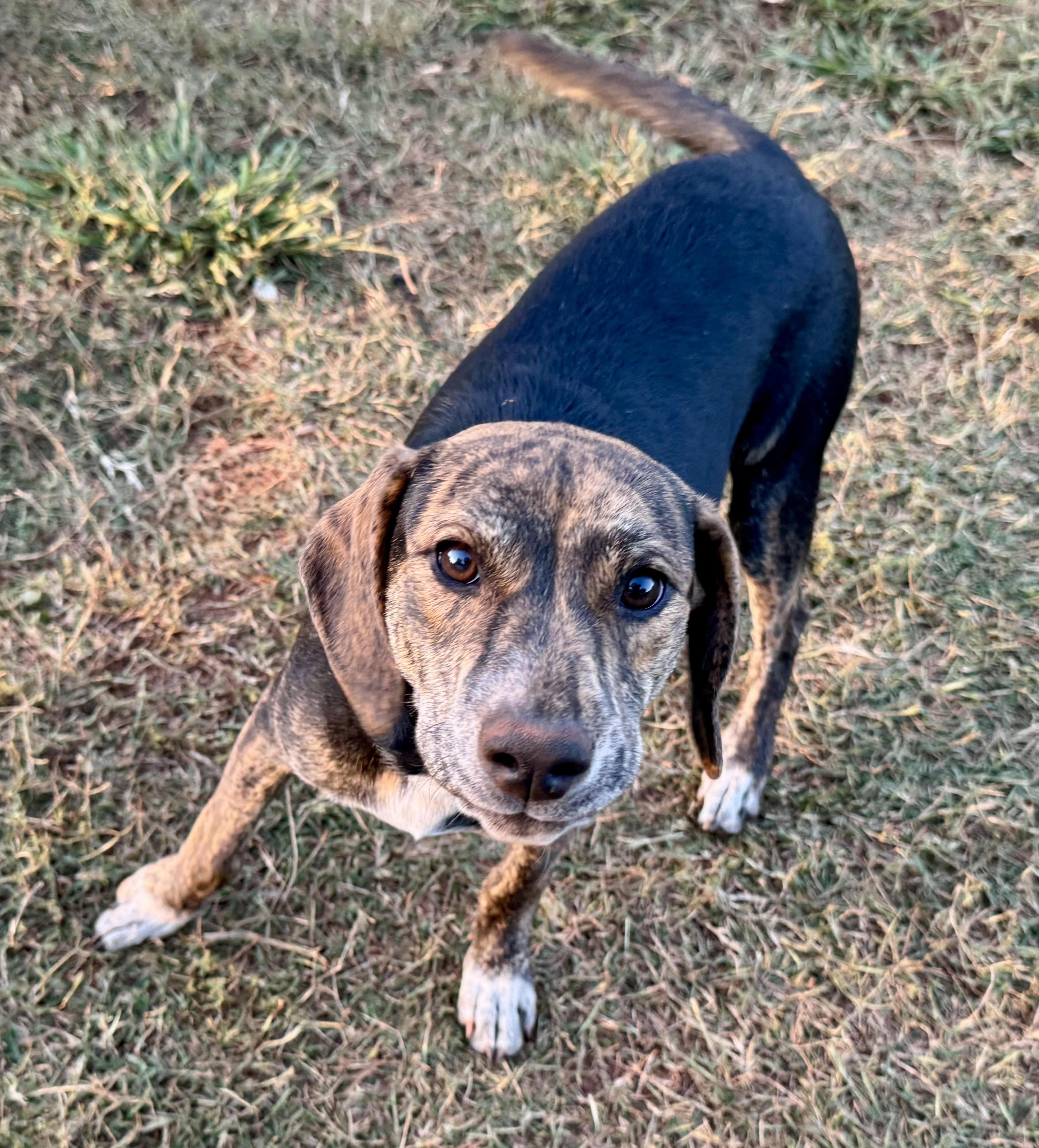 Enlarge Velcro, a Adoptable mixed breed in Maiden, NC image 1/6