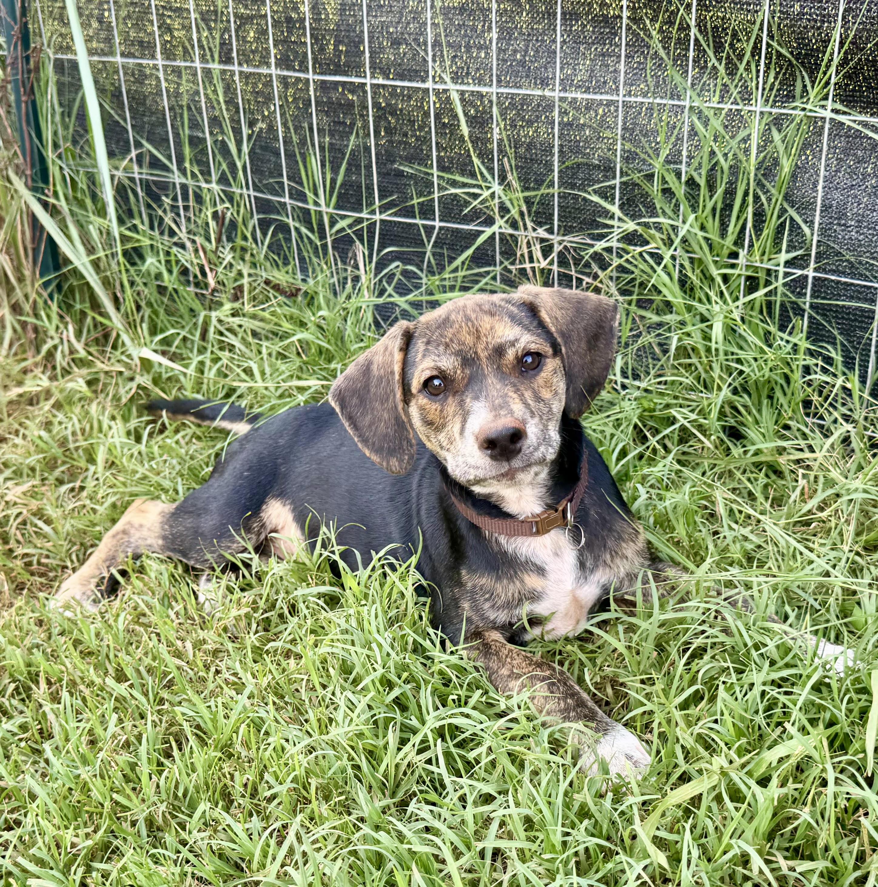 Velcro, a ADOPTABLE mixed breed in Maiden, NC image 3/5