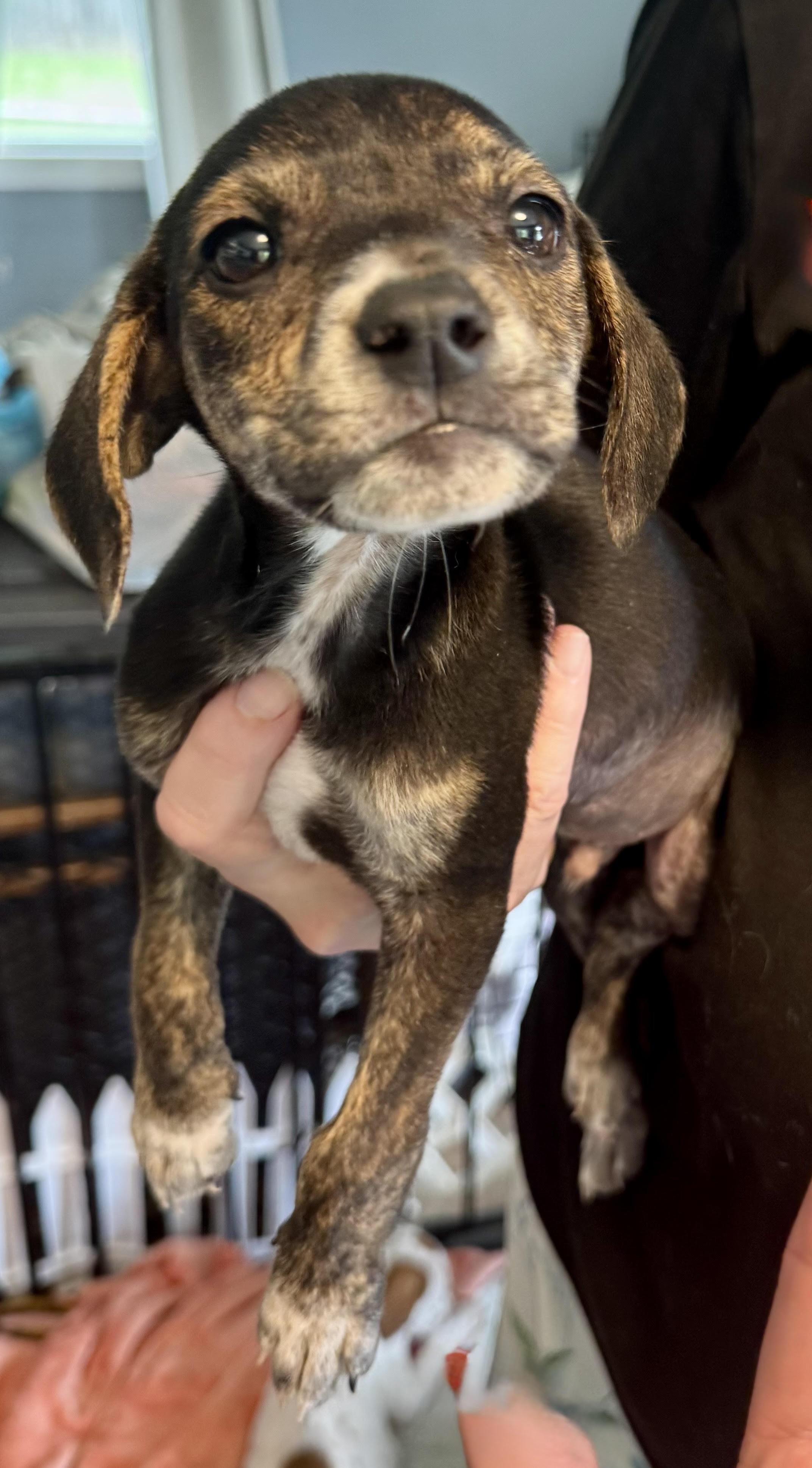 Velcro, a ADOPTABLE mixed breed in Maiden, NC image 2/2