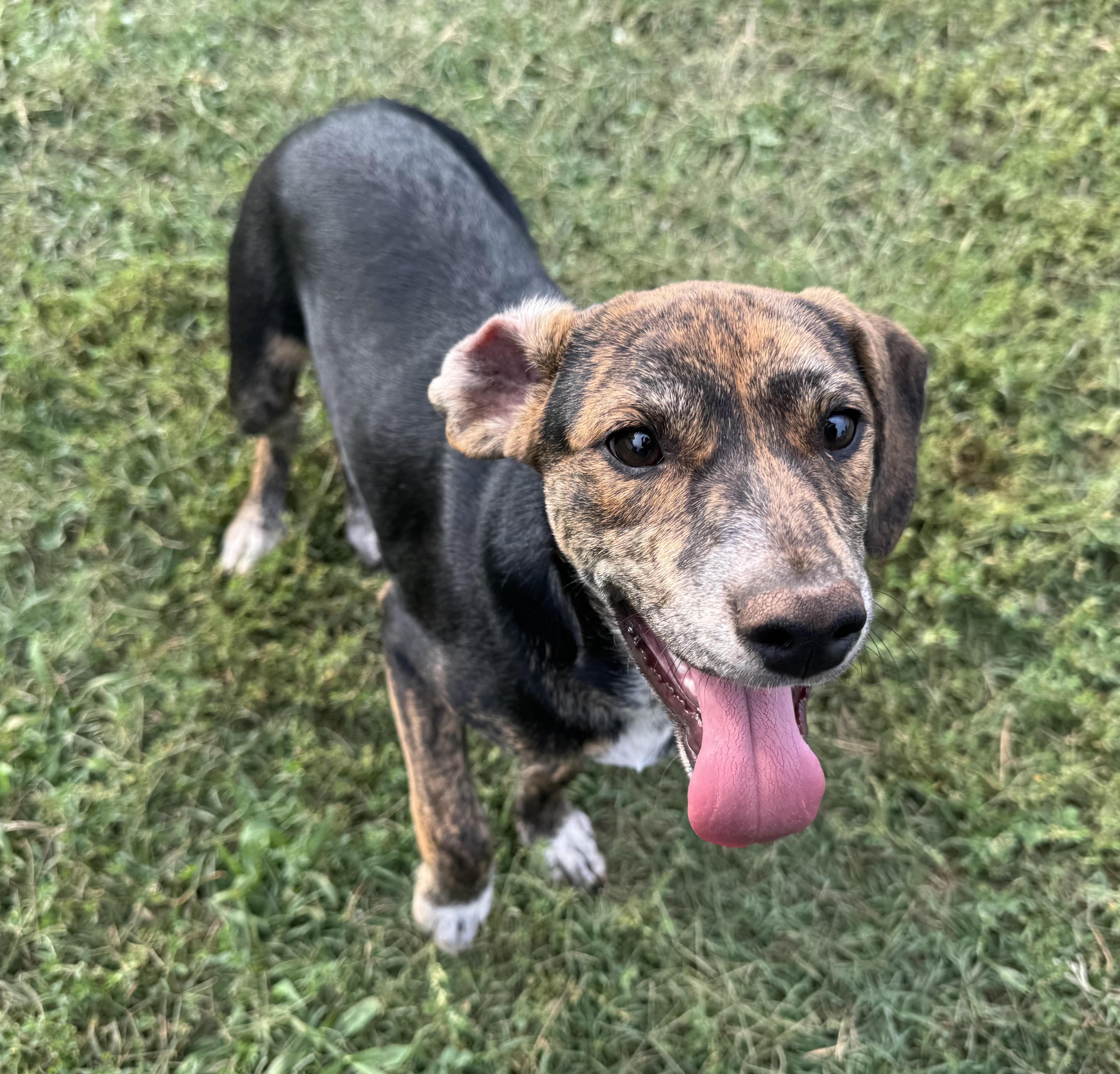 Enlarge Velcro, a ADOPTABLE mixed breed in Maiden, NC image 2/6