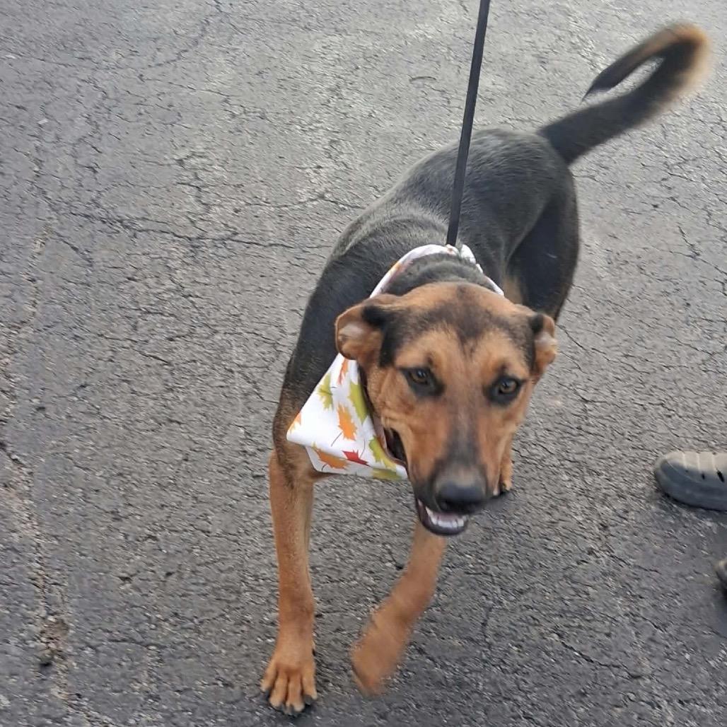 Enlarge Roxy *, a Adoptable mixed breed in Hackett, AR image 1/6
