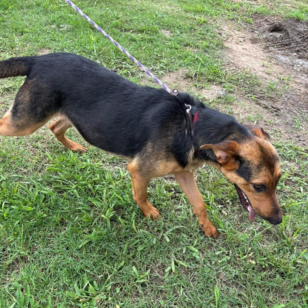 Enlarge Roxy *, a Adoptable mixed breed in Hackett, AR image 2/6