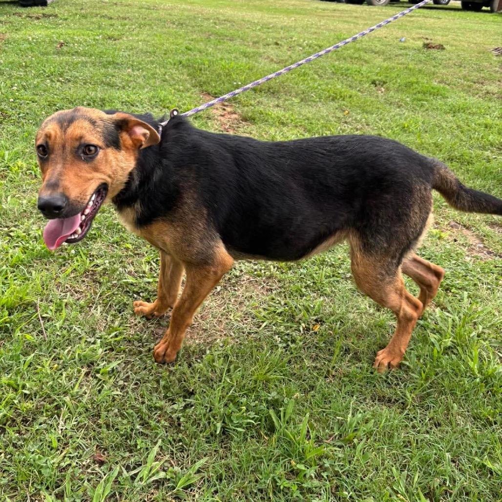 Enlarge Roxy *, a Adoptable mixed breed in Hackett, AR image 3/6