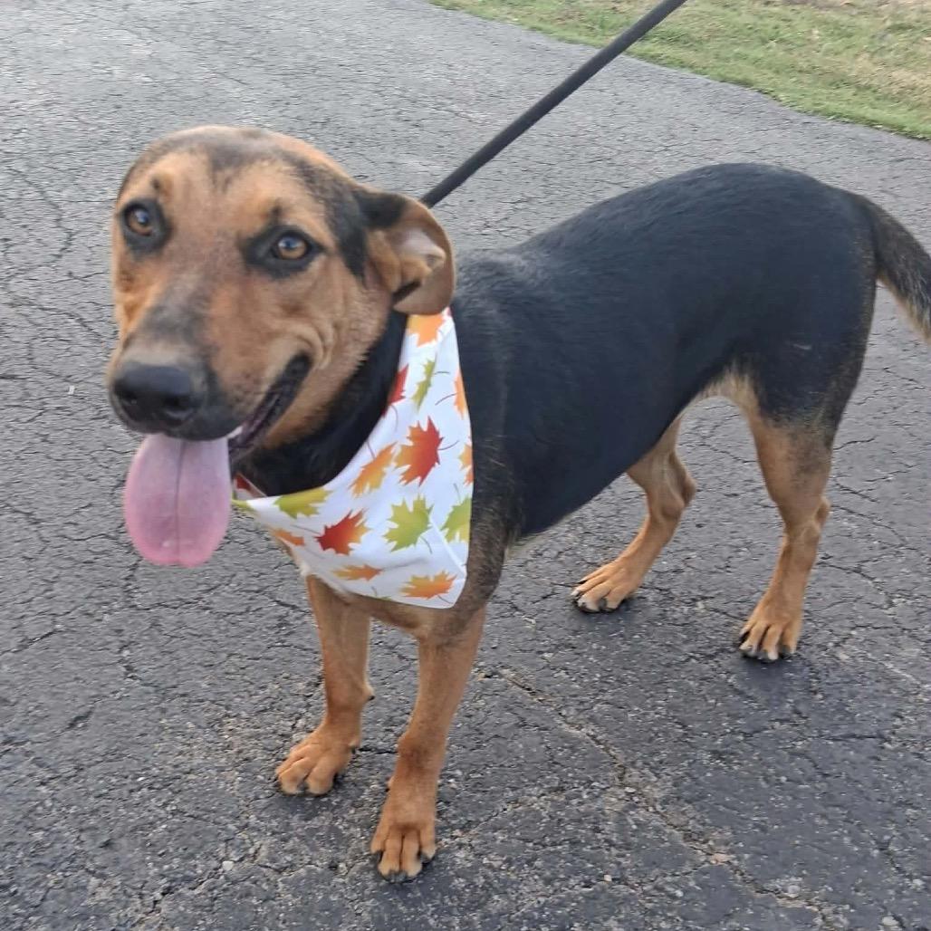 Enlarge Roxy *, a Adoptable mixed breed in Hackett, AR image 4/6