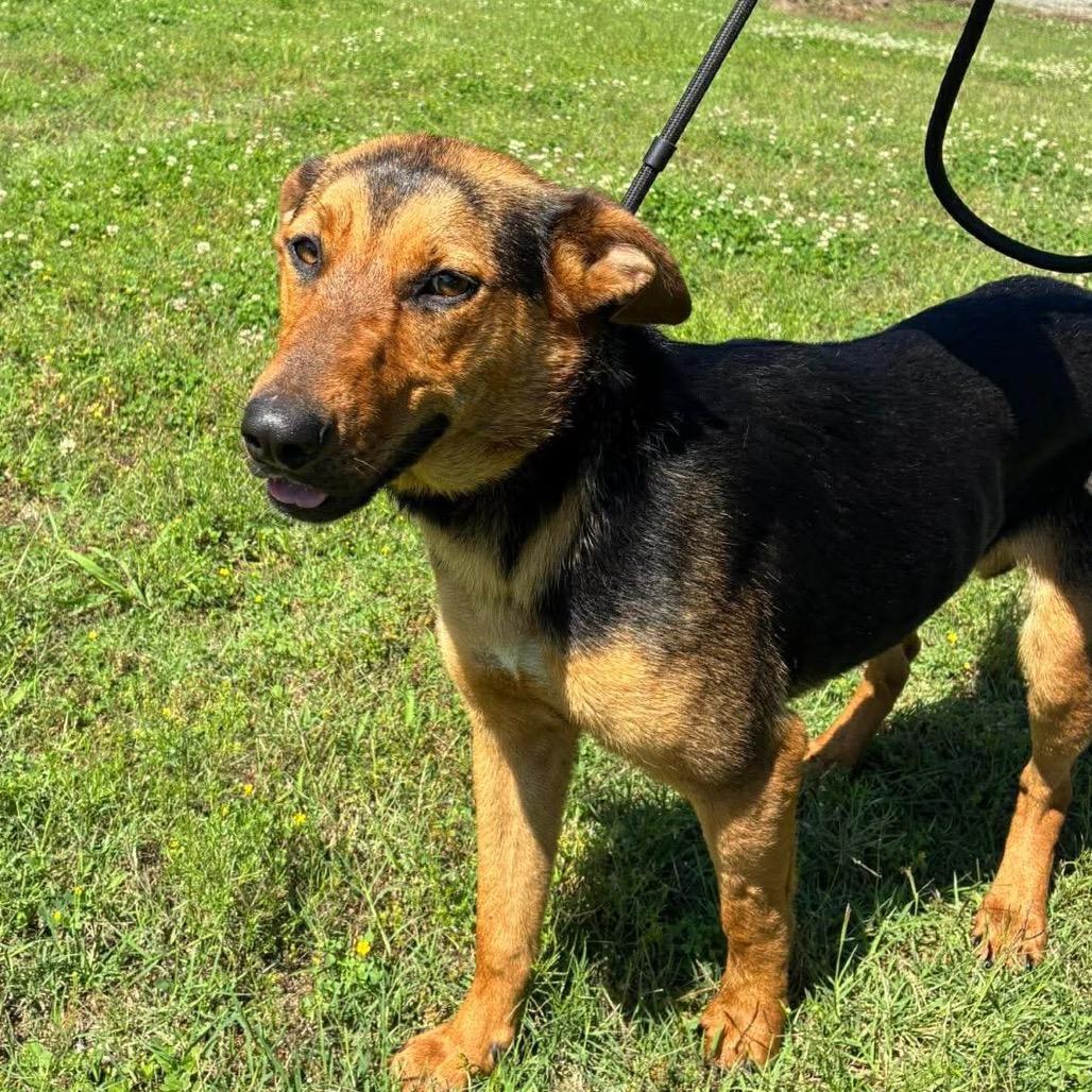 Enlarge Roxy *, a Adoptable mixed breed in Hackett, AR image 5/6