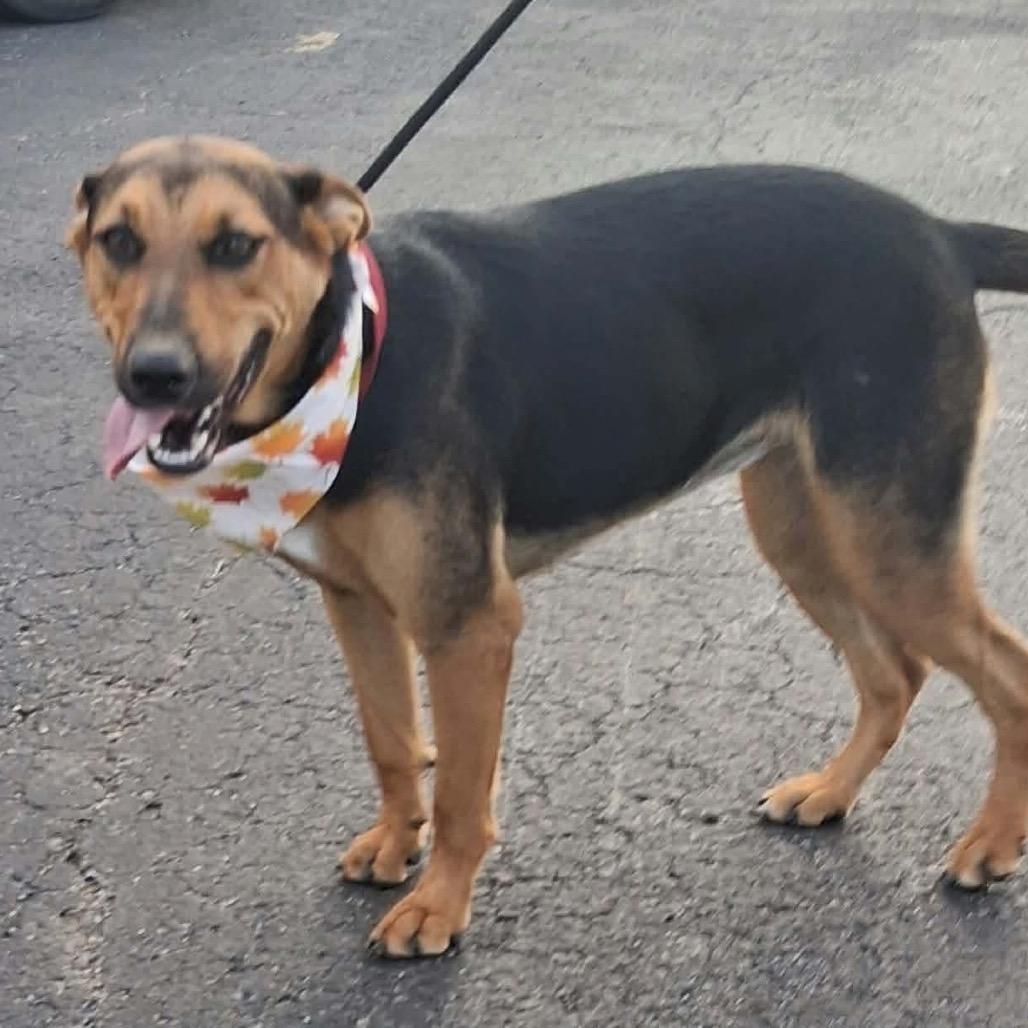 Enlarge Roxy *, a Adoptable mixed breed in Hackett, AR image 6/6