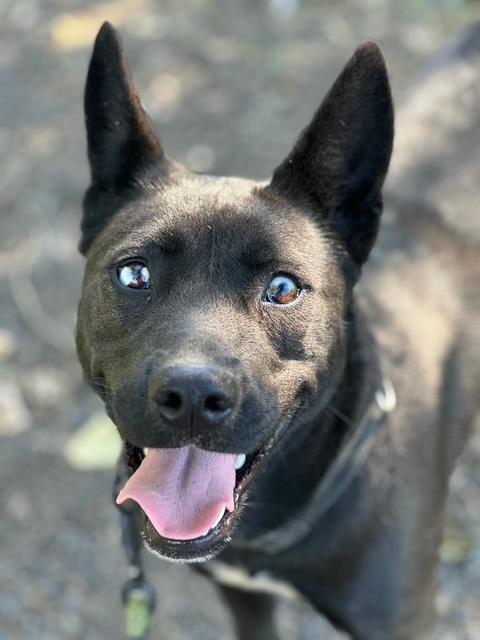Enlarge Candy, a Adoptable mixed breed in Oakdale, CA image 1/1