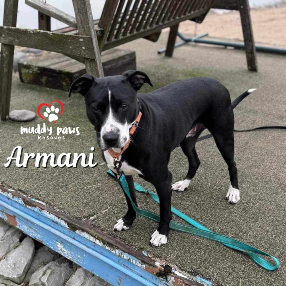 Armani, a Adoptable mixed breed in Council Bluffs, IA image 1/6
