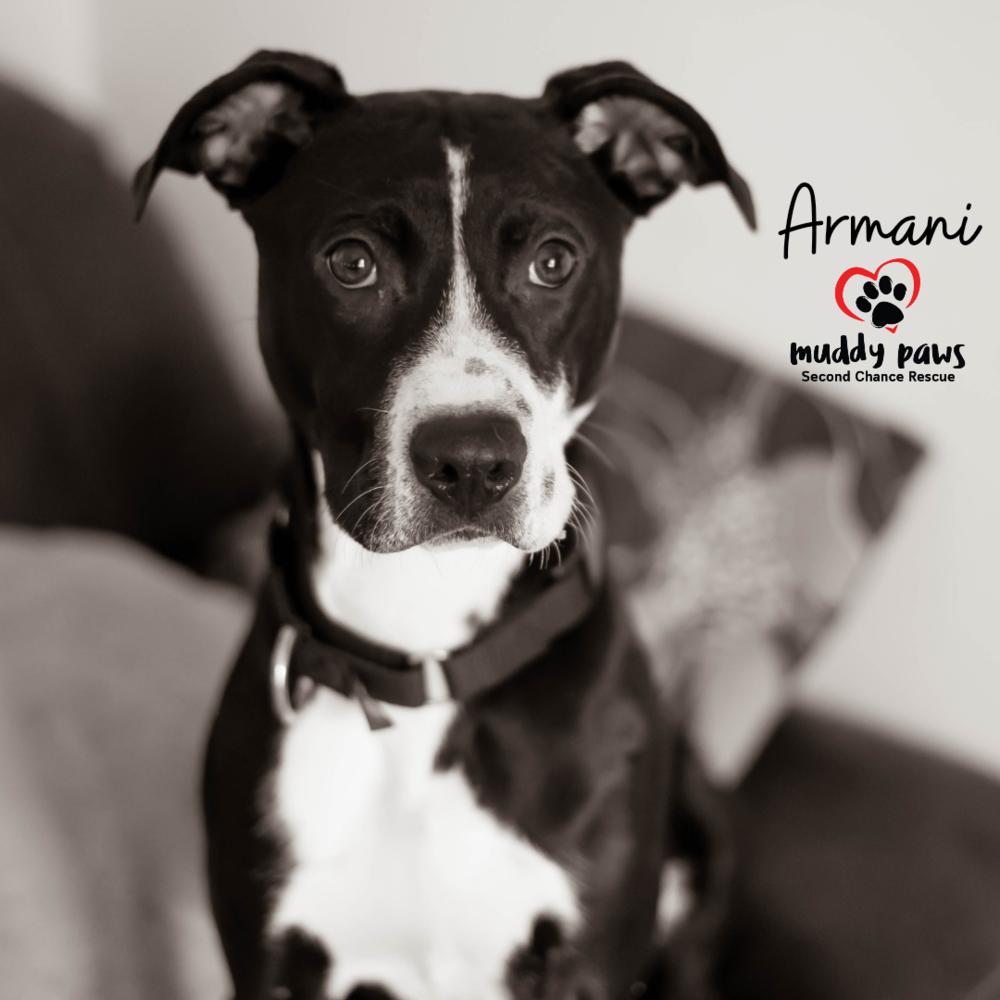 Armani, a Adoptable mixed breed in Council Bluffs, IA image 4/6