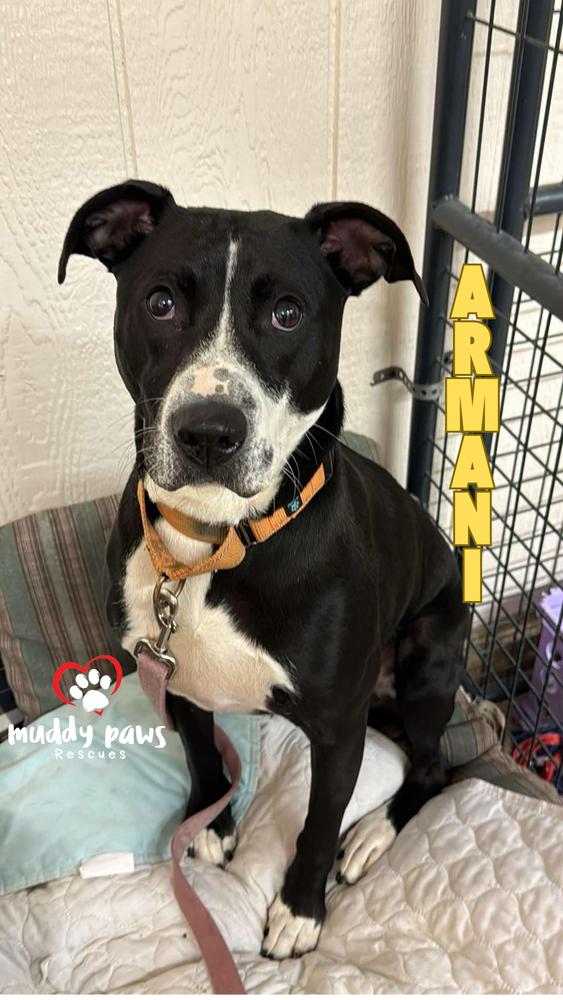 Armani, a Adoptable mixed breed in Council Bluffs, IA image 5/6