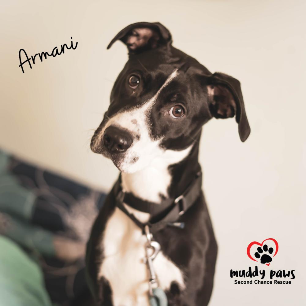 Armani, a Adoptable mixed breed in Council Bluffs, IA image 6/6