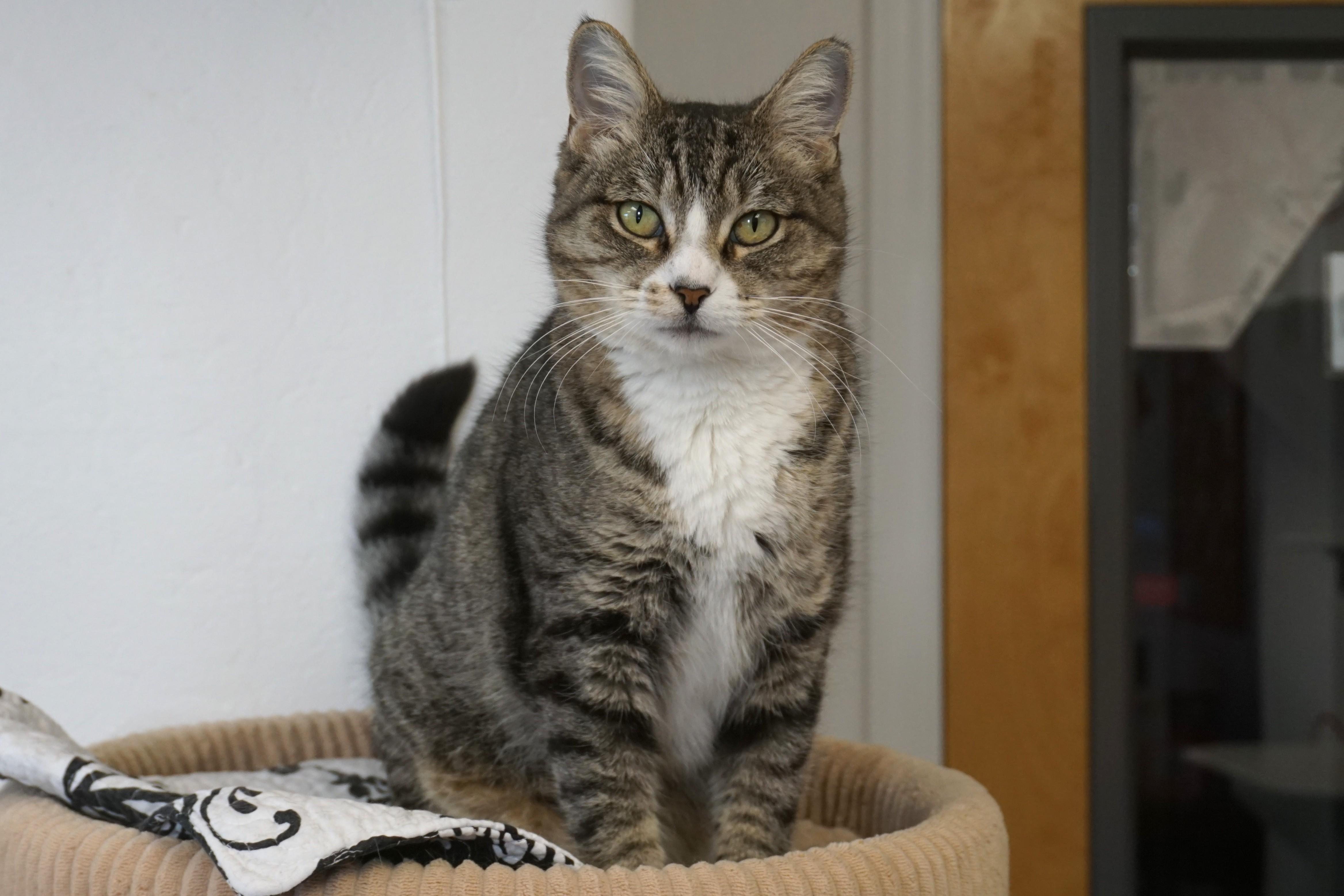 Michaela, adoptable, Adult Female Domestic Short Hair.