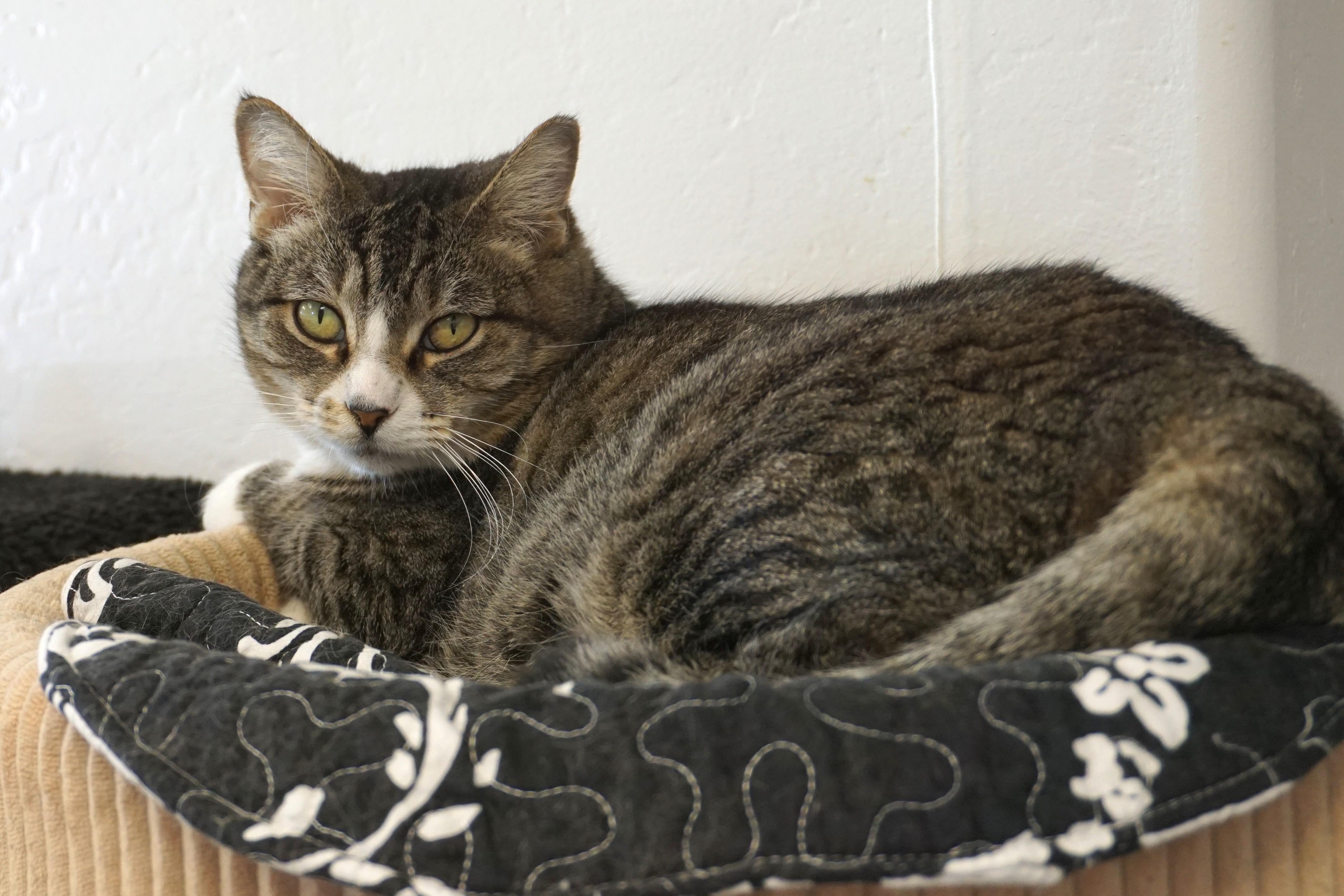 Enlarge Michaela, an adoptable Domestic Short Hair in Fountain Hills, AZ image 4/6