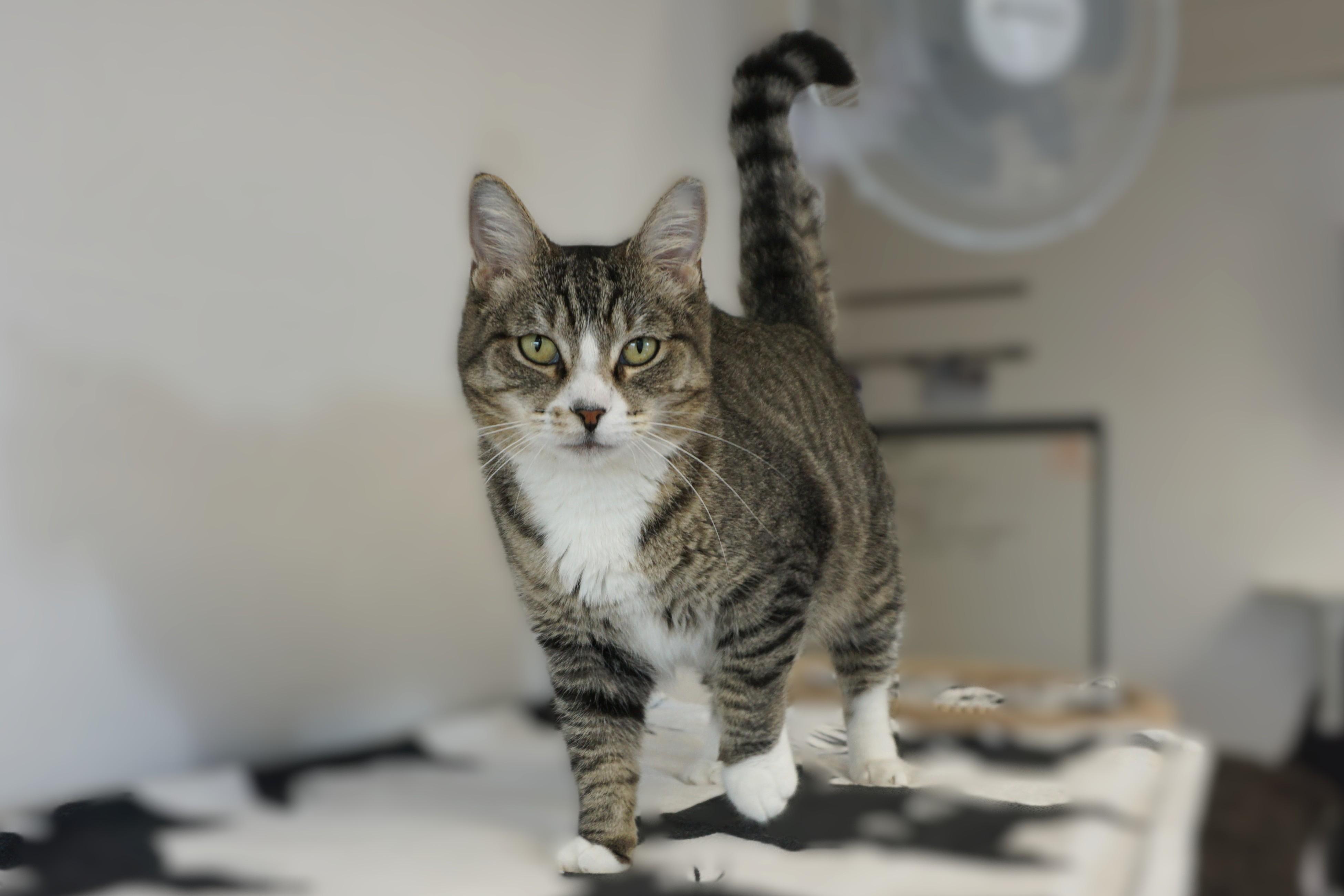 Enlarge Michaela, an adoptable Domestic Short Hair in Fountain Hills, AZ image 4/6
