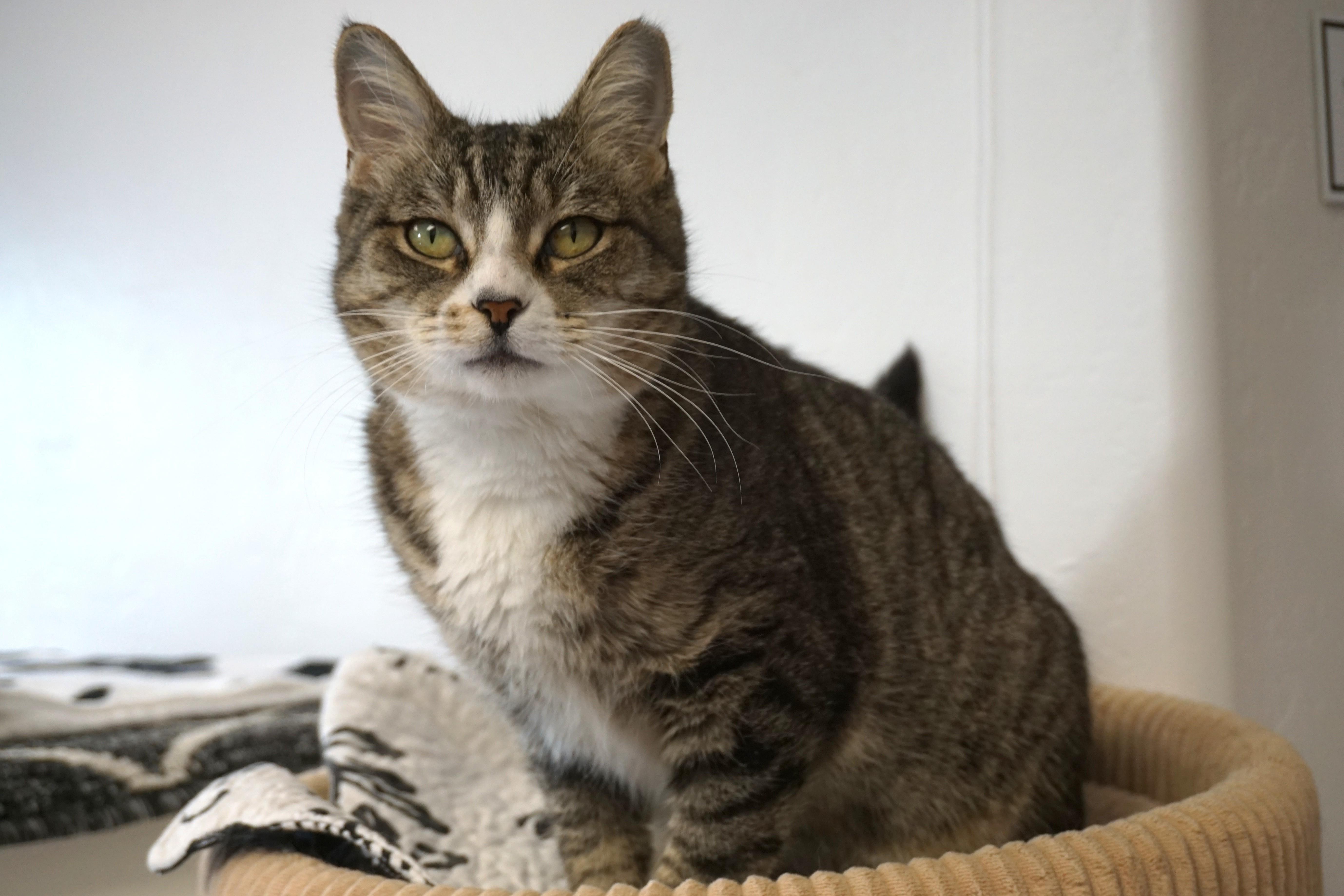 Enlarge Michaela, an adoptable Domestic Short Hair in Fountain Hills, AZ image 2/4