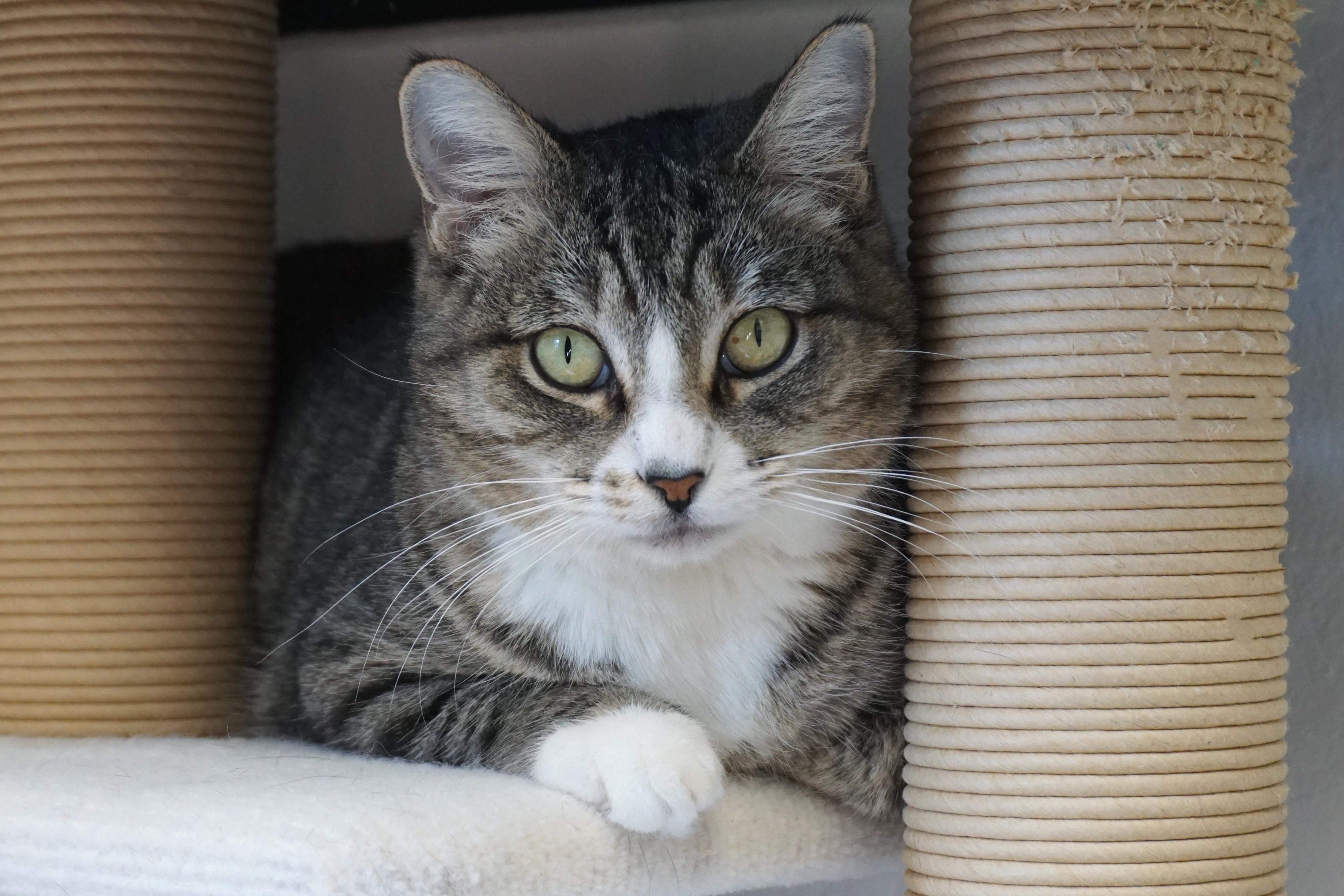 Enlarge Michaela, an adoptable Domestic Short Hair in Fountain Hills, AZ image 3/4