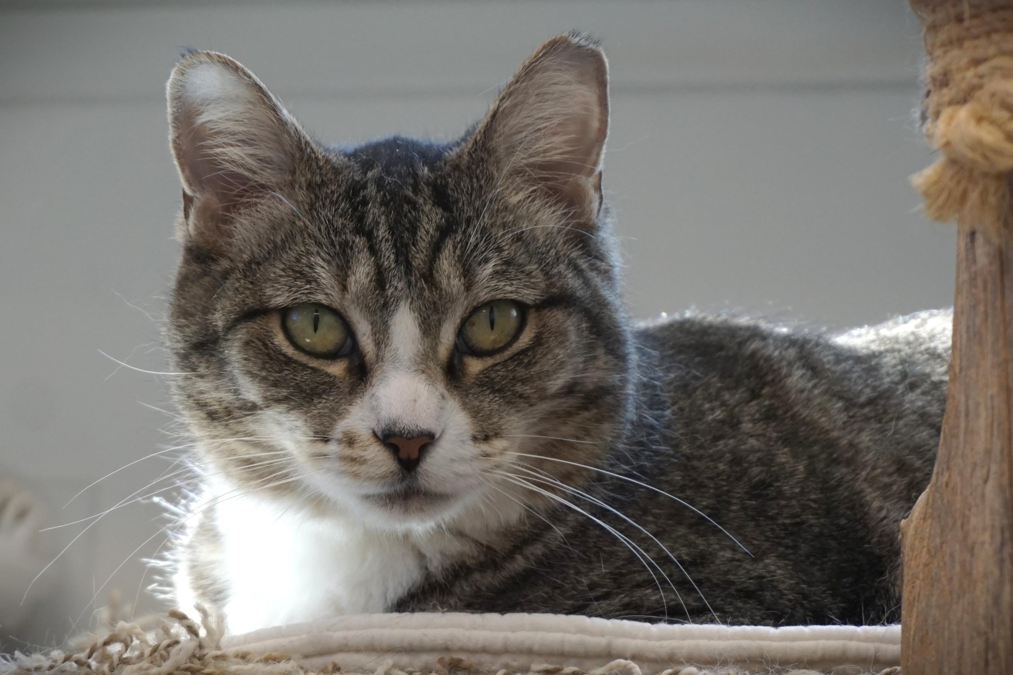 Enlarge Michaela, an adoptable Domestic Short Hair in Fountain Hills, AZ image 2/6