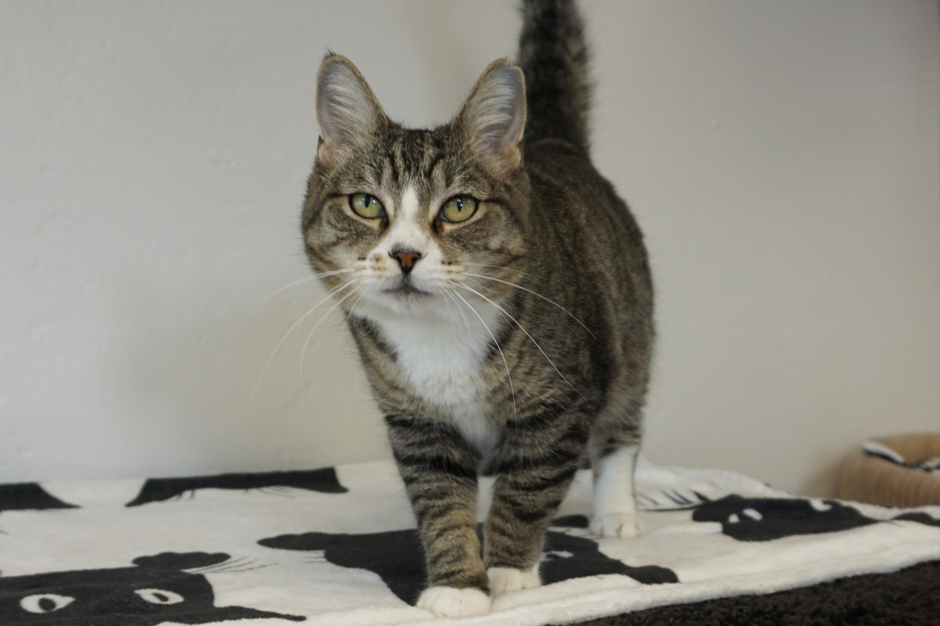 Michaela, adoptable, Adult Female Domestic Short Hair.