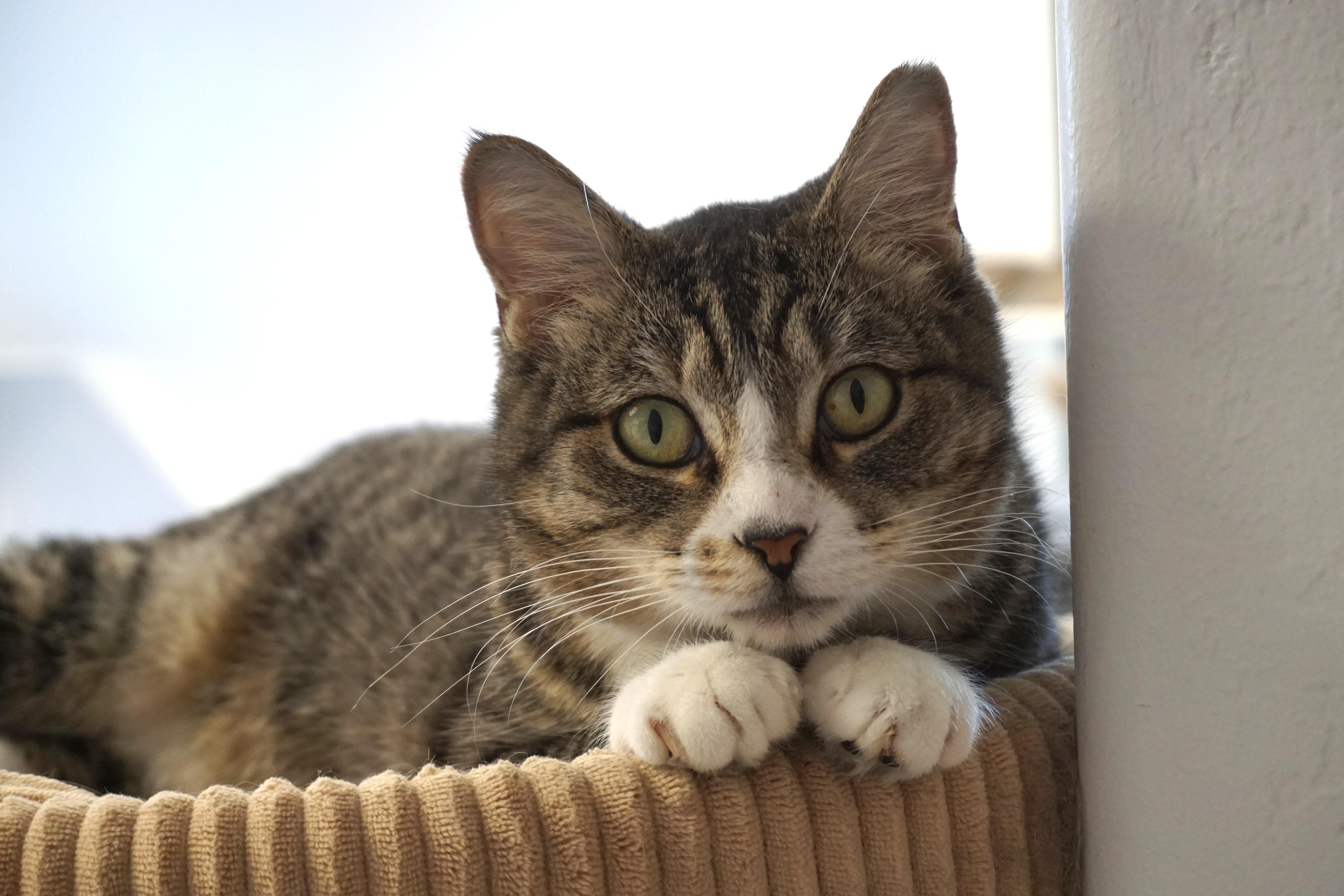 Enlarge Michaela, an adoptable Domestic Short Hair in Fountain Hills, AZ image 1/6