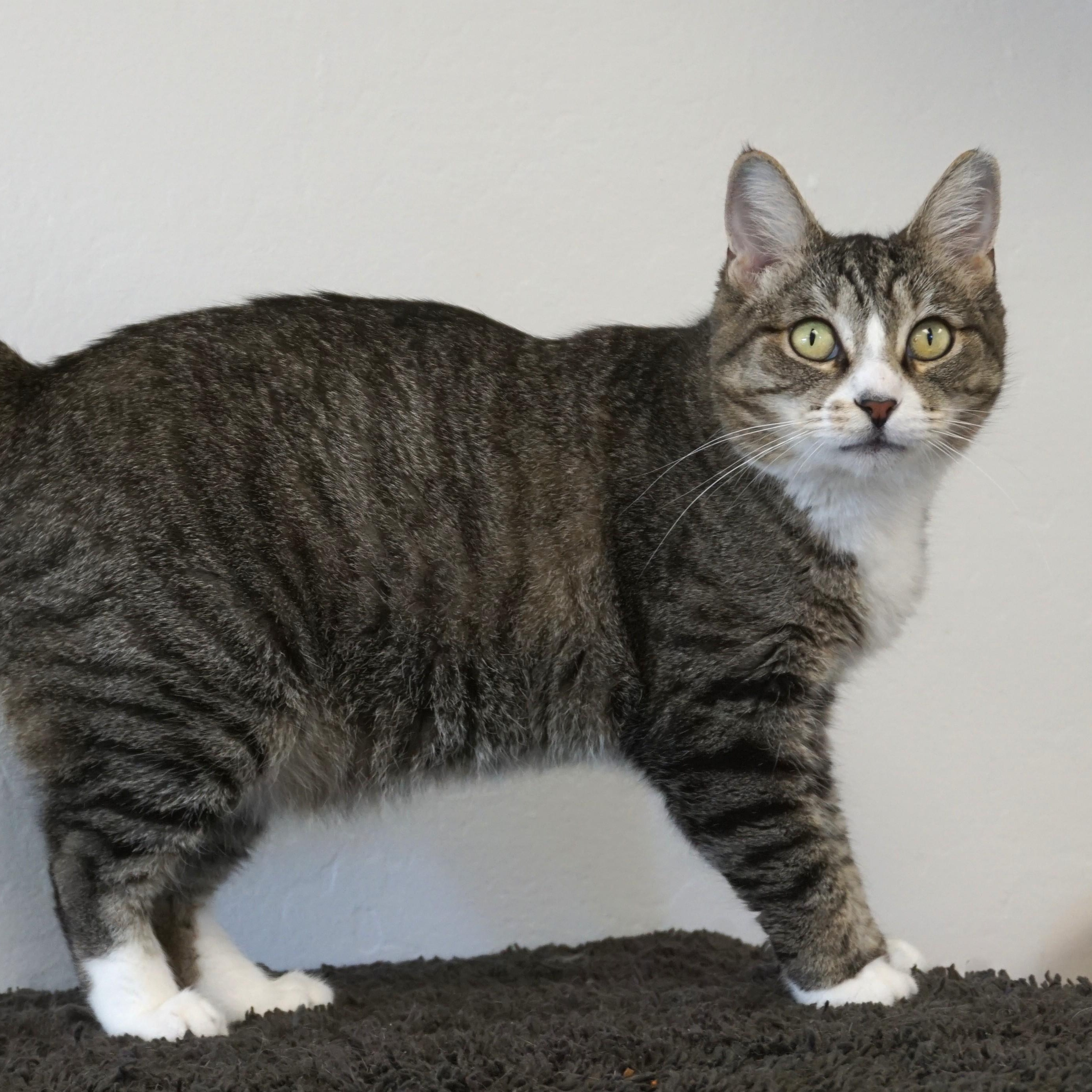 Michaela, adoptable, Adult Female Domestic Short Hair.