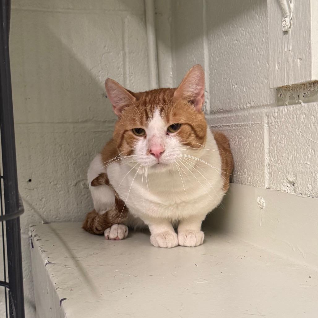Randal, Adoptable, Adult Male Domestic Short Hair.