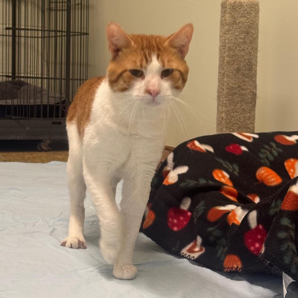 Randal, a Adoptable Domestic Short Hair in Easton, PA image 2/6