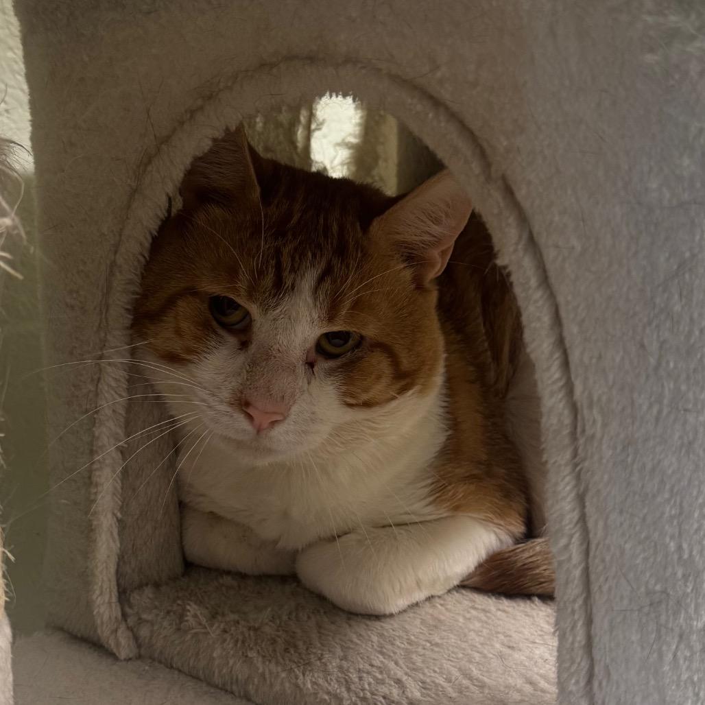Randal, a Adoptable Domestic Short Hair in Easton, PA image 3/6