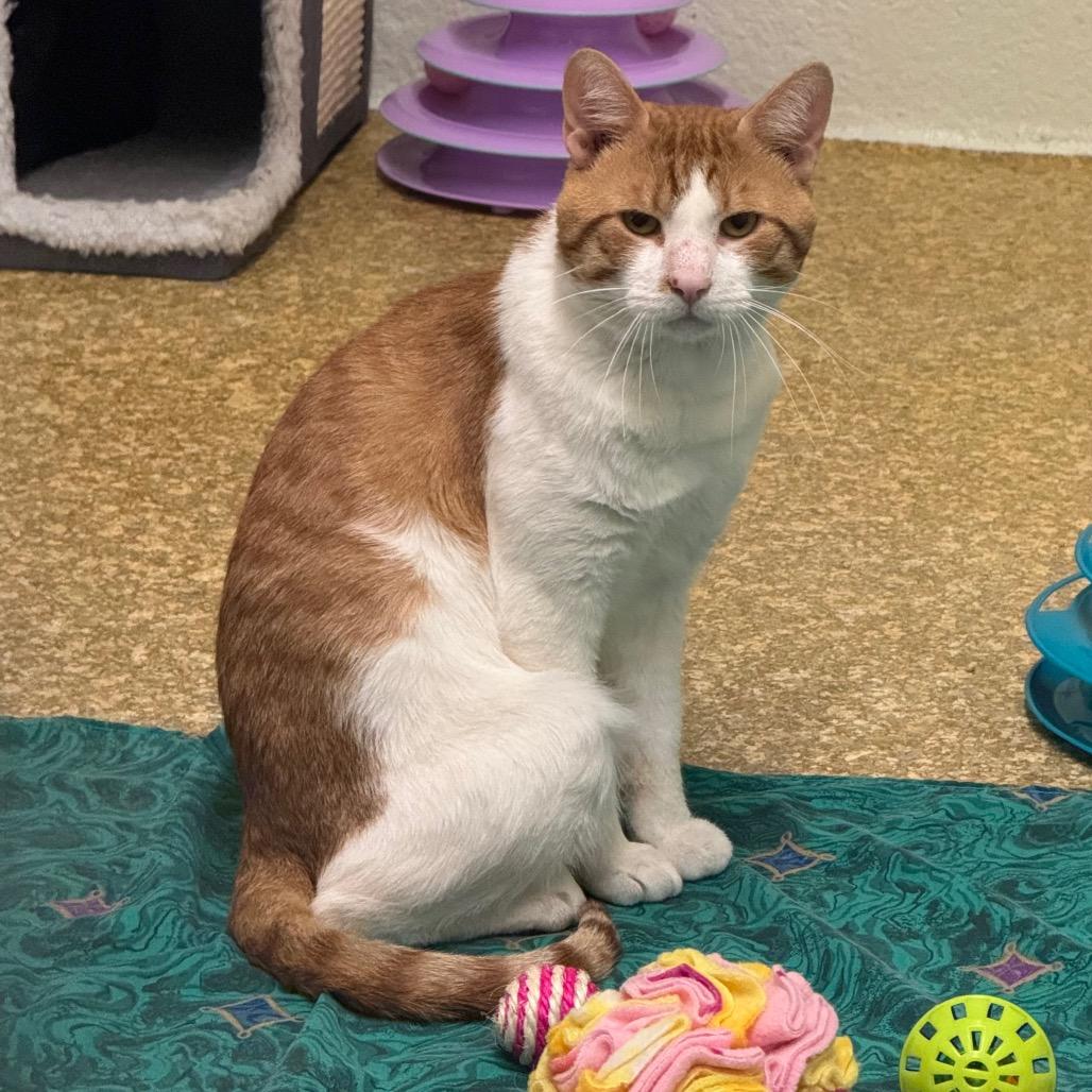 Randal, a Adoptable Domestic Short Hair in Easton, PA image 4/6