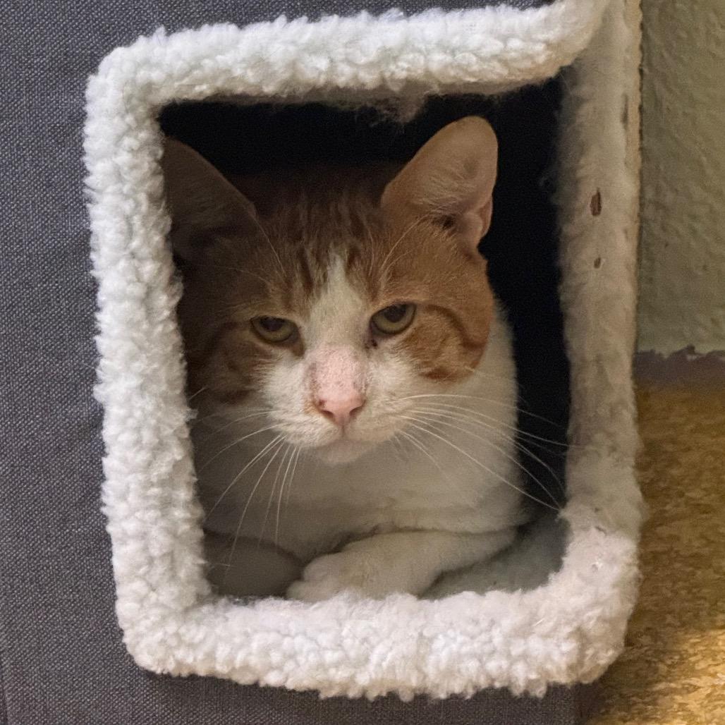 Randal, a Adoptable Domestic Short Hair in Easton, PA image 5/6