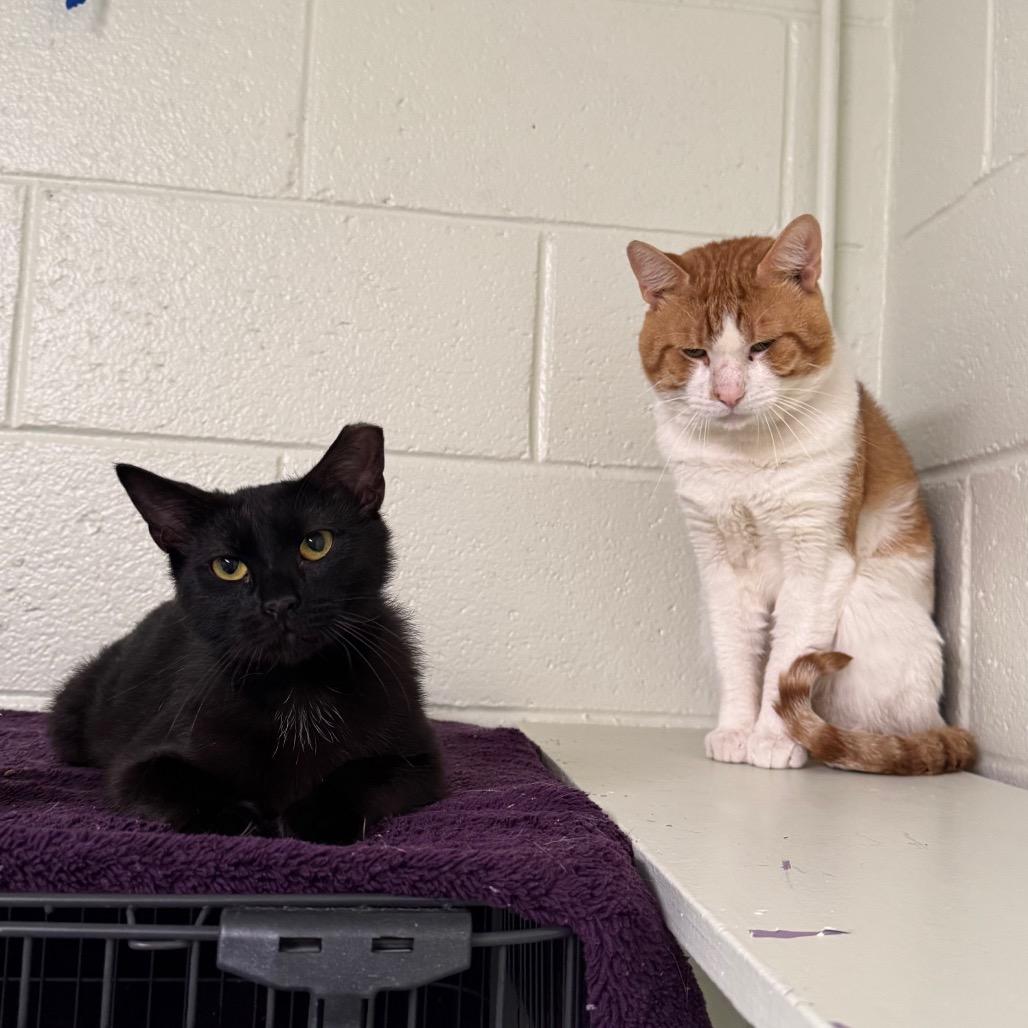 Randal, a Adoptable Domestic Short Hair in Easton, PA image 6/6