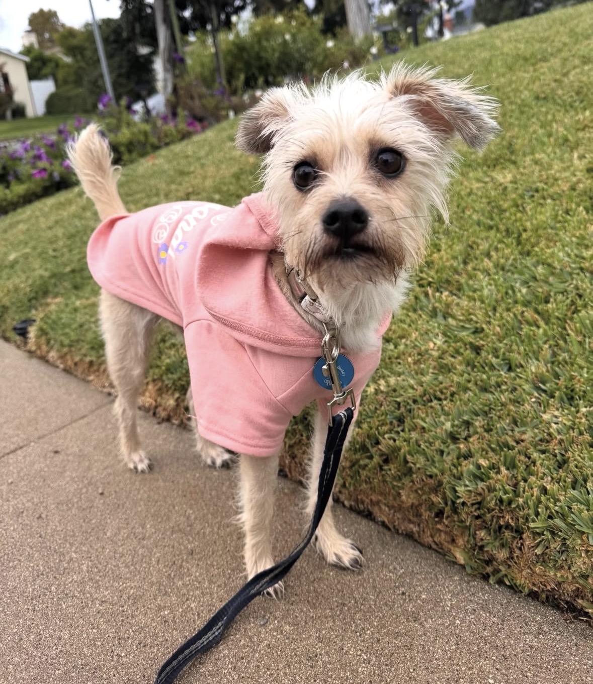 Napa, Adoptable, Adult Female Terrier.