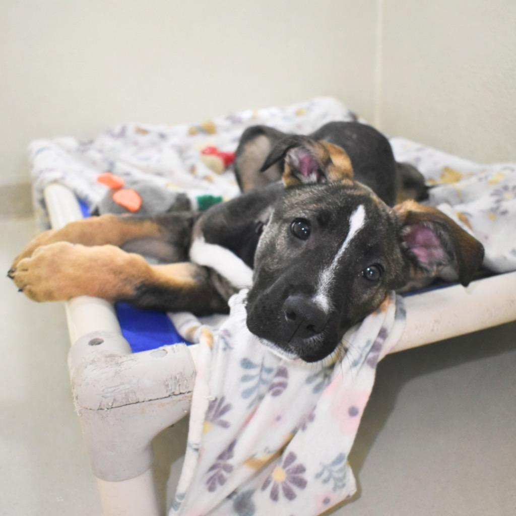 Maribelle, Adopted, Puppy Female German Shepherd Dog.