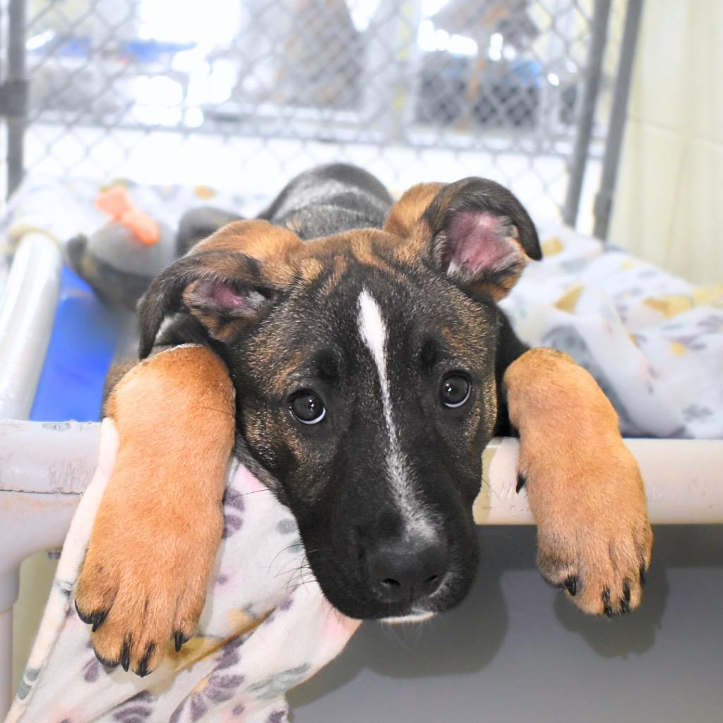 Enlarge Maribelle, a Adopted mixed breed in Saint Petersburg, FL image 2/5