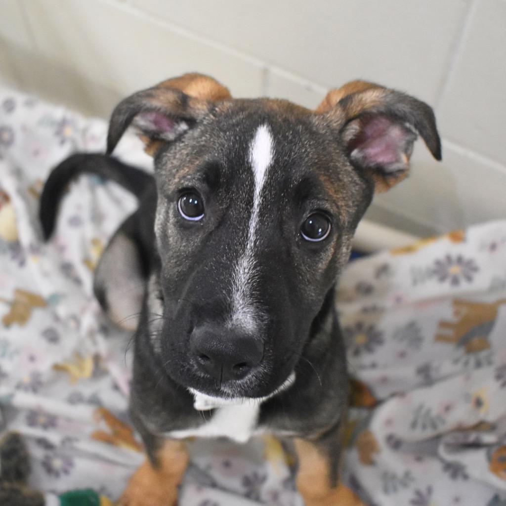 Enlarge Maribelle, a Adopted mixed breed in Saint Petersburg, FL image 4/5