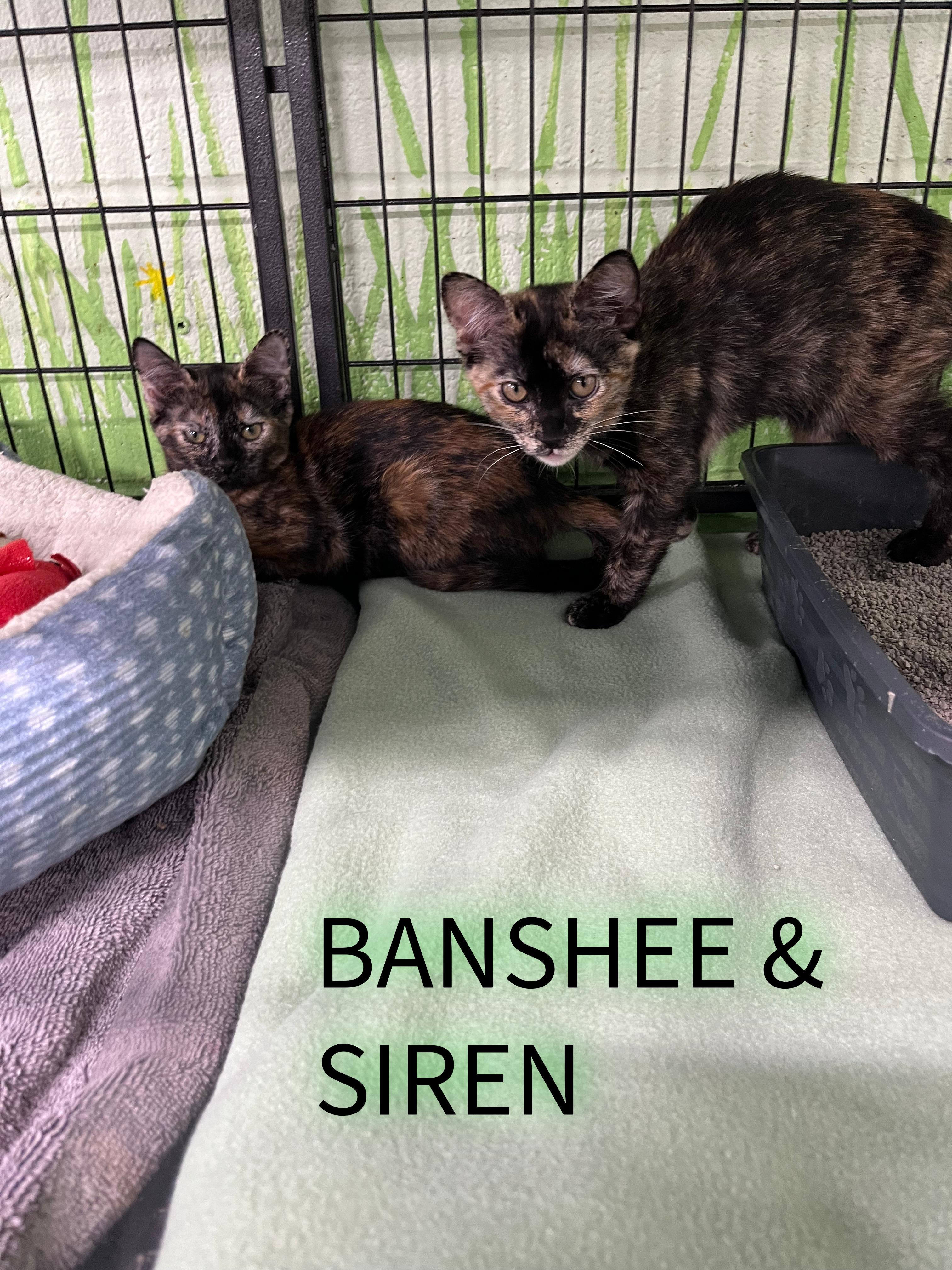 Banshee and Siren, Adoptable, Young Female Tortoiseshell.