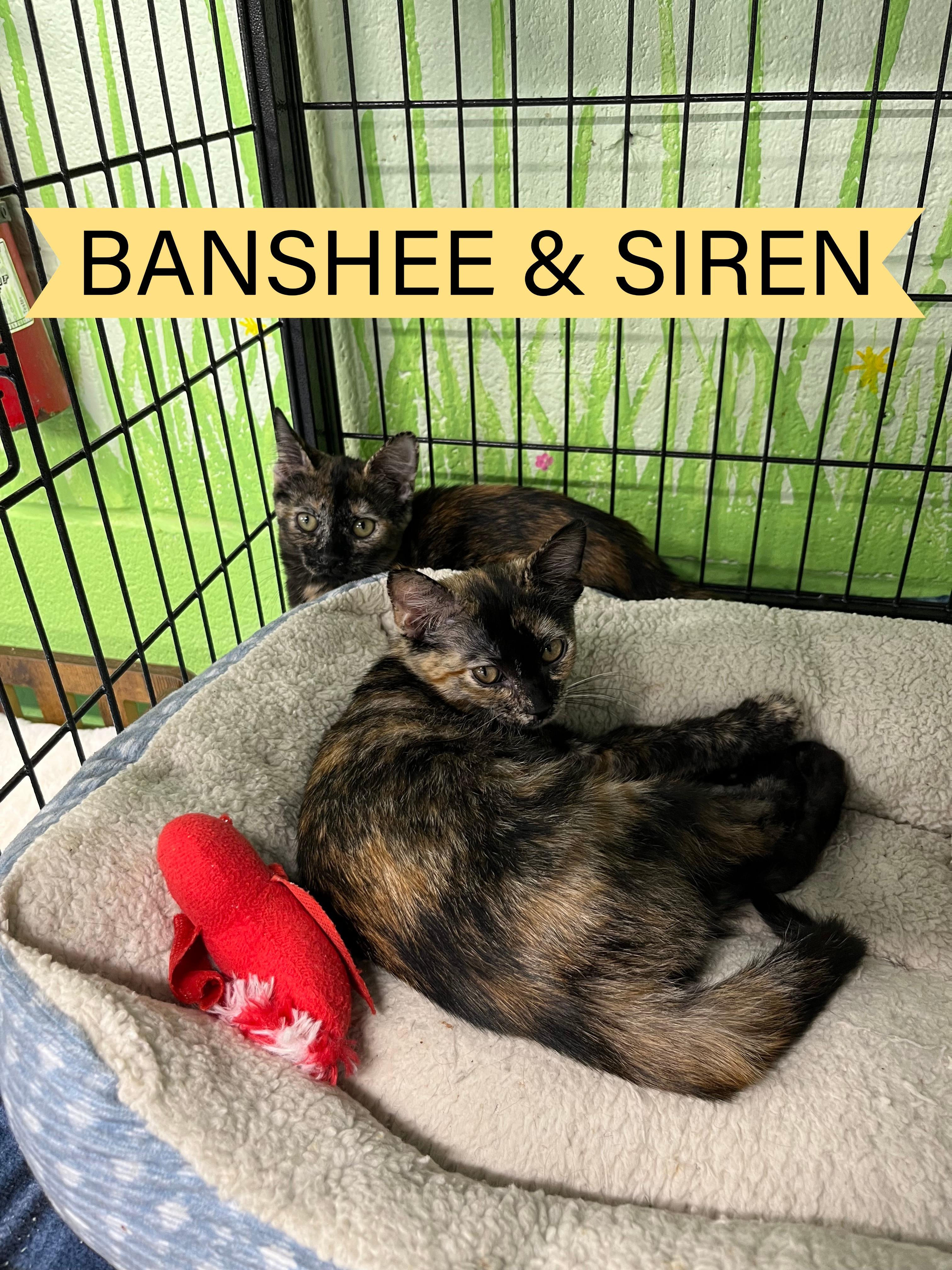 Banshee and Siren, a Adoptable Tortoiseshell in Pompton Plains, NJ image 2/2