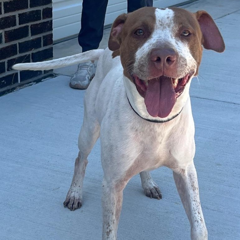 Enlarge Elroy Gorgeous Freckled Face Boy, a Adoptable mixed breed in Richmond, VA image 2/4