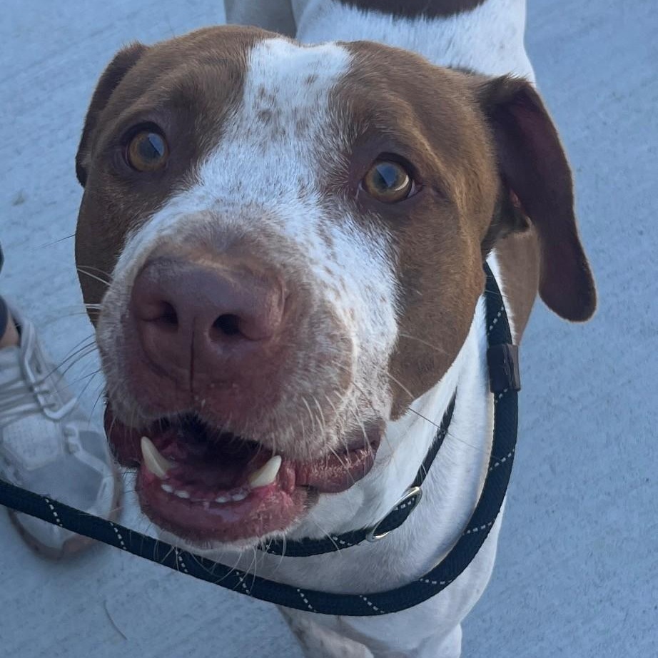 Enlarge Elroy Gorgeous Freckled Face Boy, a Adoptable mixed breed in Richmond, VA image 3/4