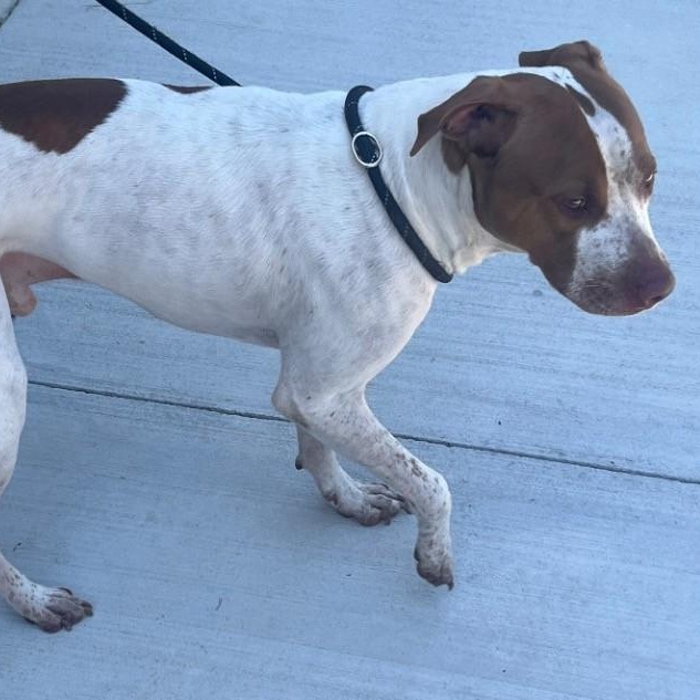 Enlarge Elroy Gorgeous Freckled Face Boy, a Adoptable mixed breed in Richmond, VA image 4/4