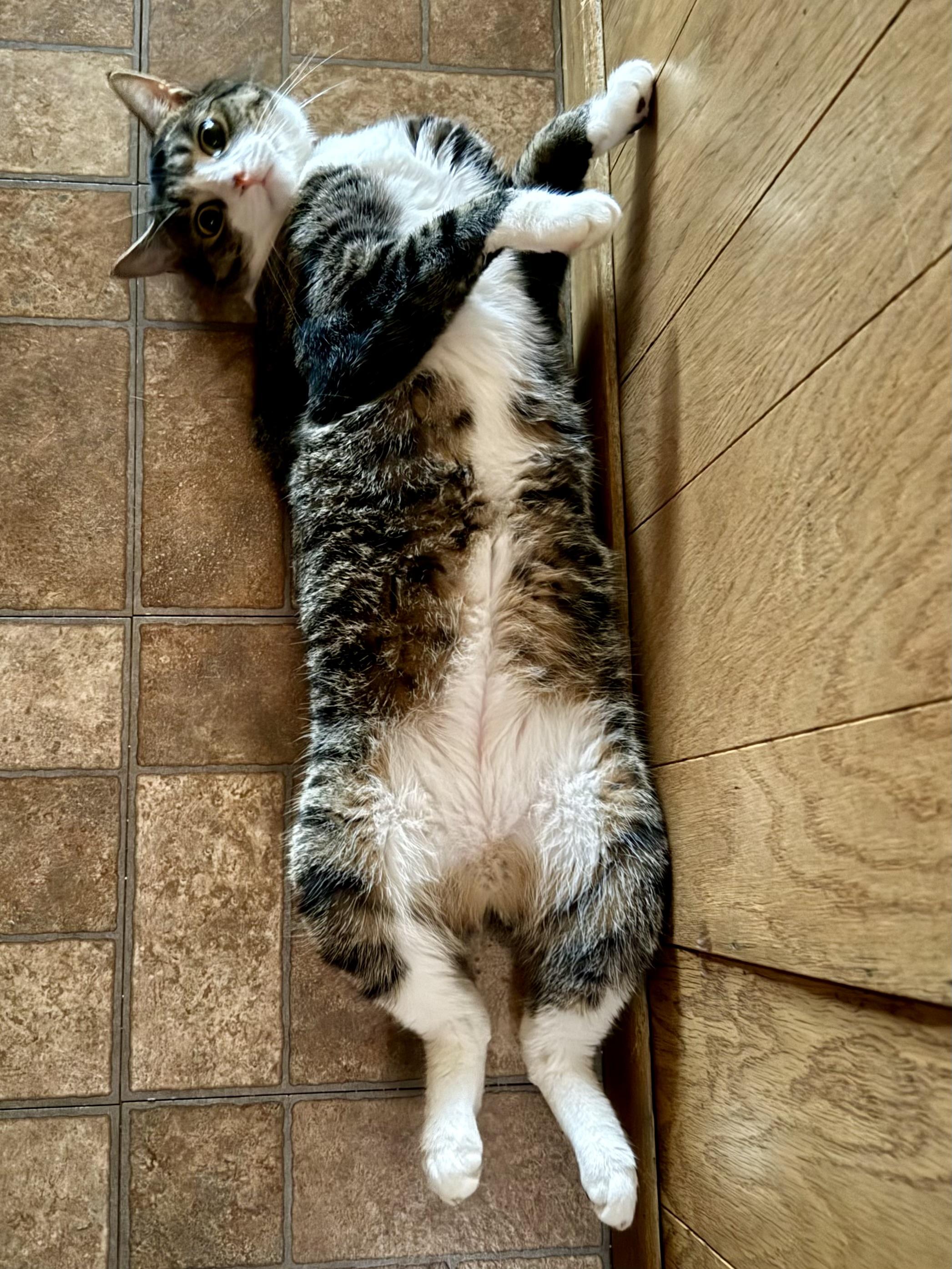 Enlarge Binks & Ollie, a ADOPTABLE Domestic Short Hair in Andover, CT image 3/6