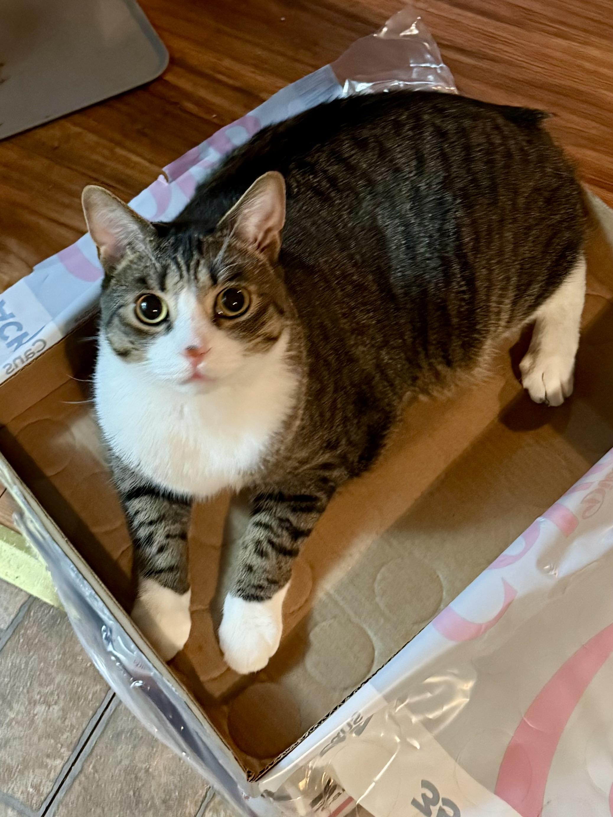 Enlarge Binks & Ollie, a ADOPTABLE Domestic Short Hair in Andover, CT image 2/6