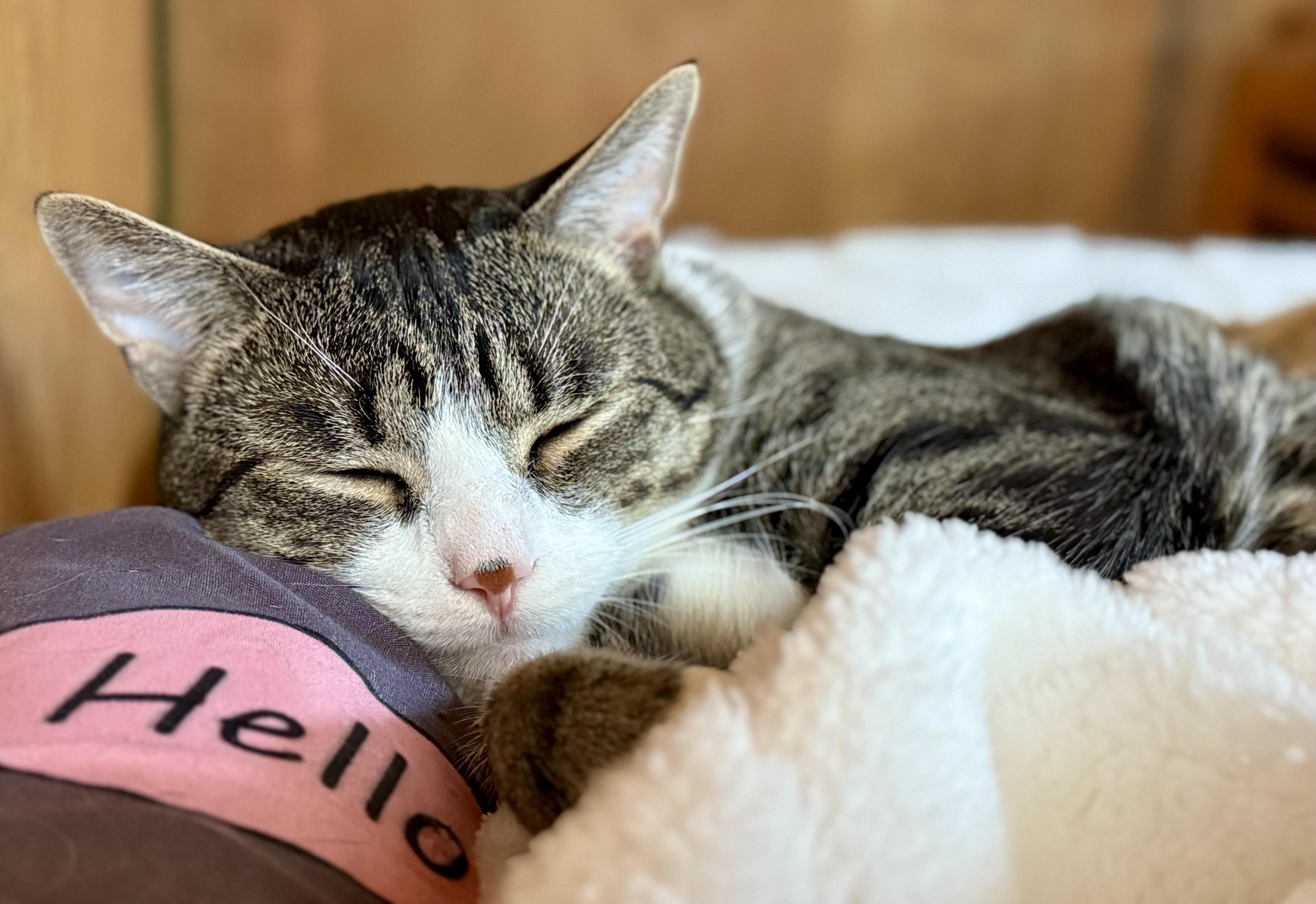 Enlarge Binks & Ollie, a ADOPTABLE Domestic Short Hair in Andover, CT image 5/6