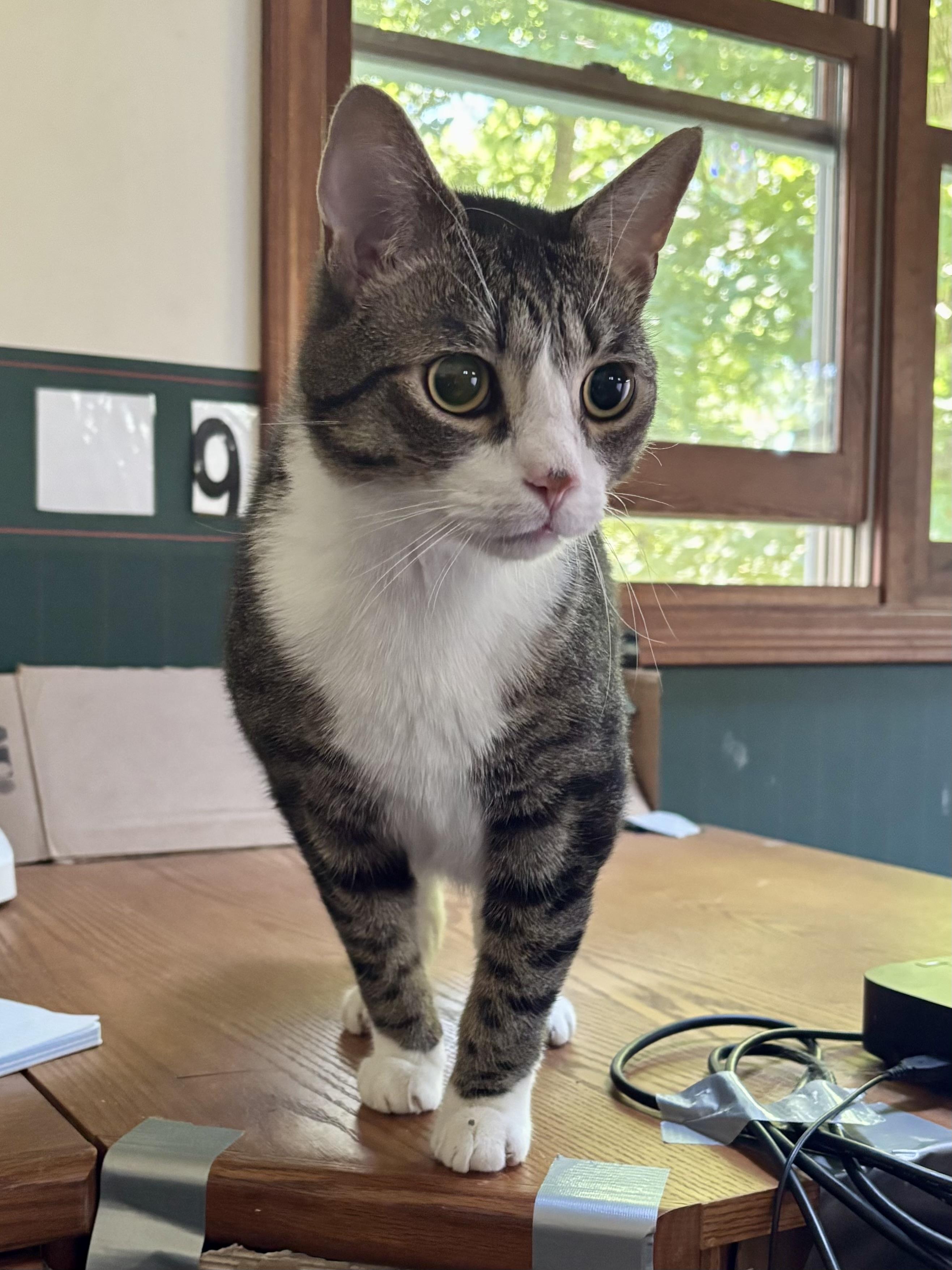 Enlarge Binks & Ollie, a ADOPTABLE Domestic Short Hair in Andover, CT image 4/6